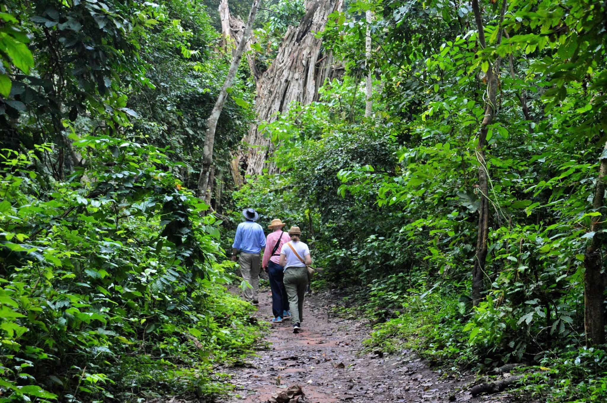 Hiking in Ghanaian forest. Photo: Much Better Adventures/Marta Marinelli