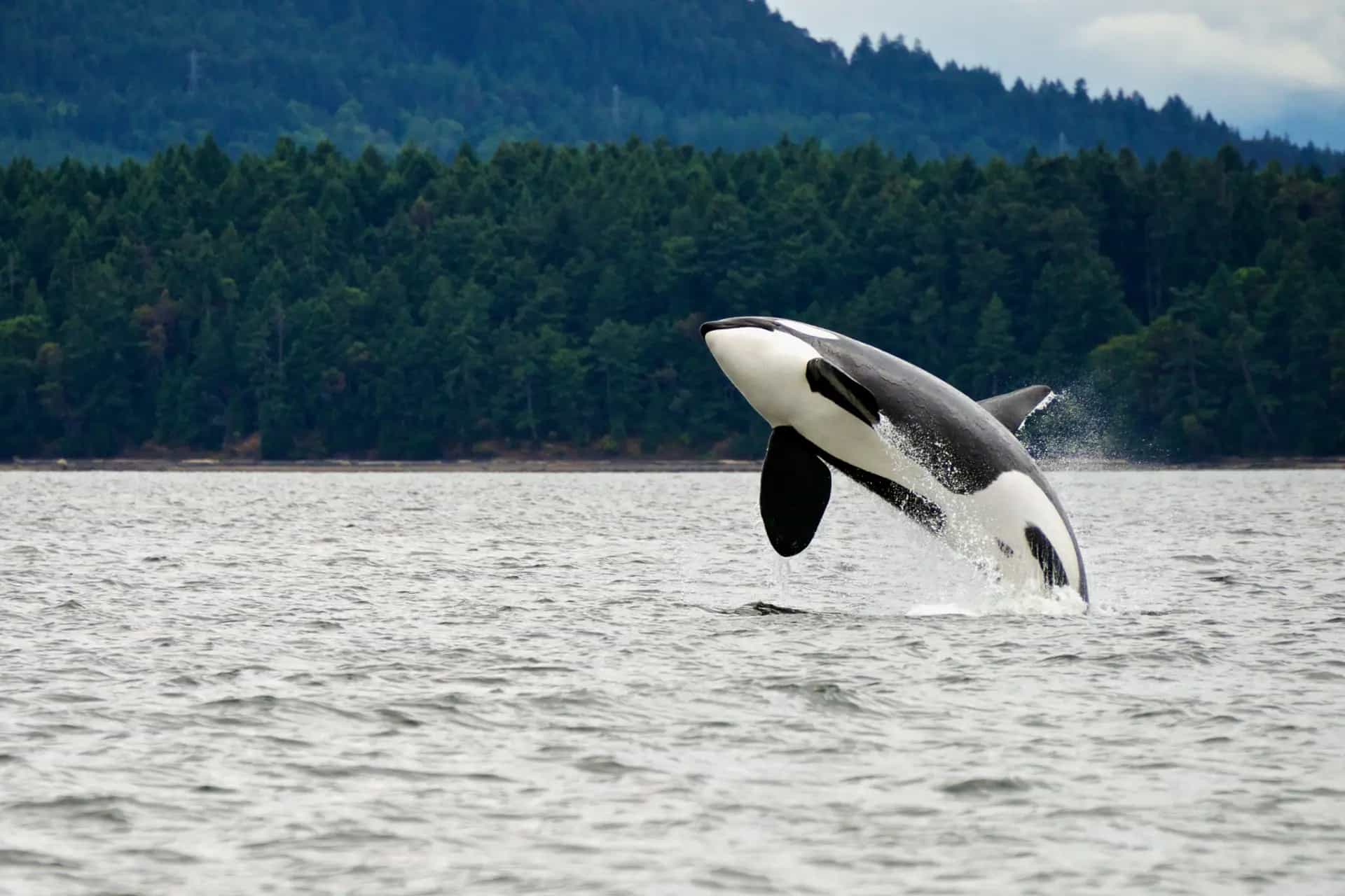 An Orca breaches above the waves. The water is calm and beyond the shoreline there is a thick evergreen forest in the background.