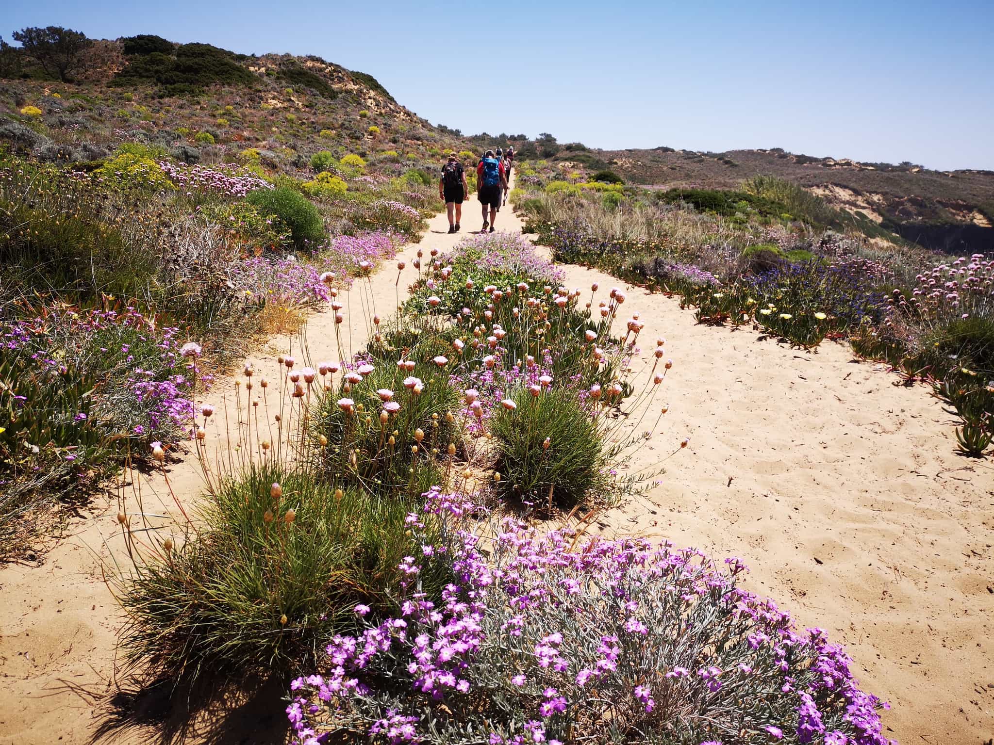 Spring Flowers along the Rota Vicentina, Portugal. Photo: Much Better Adventures/Marta Marinelli