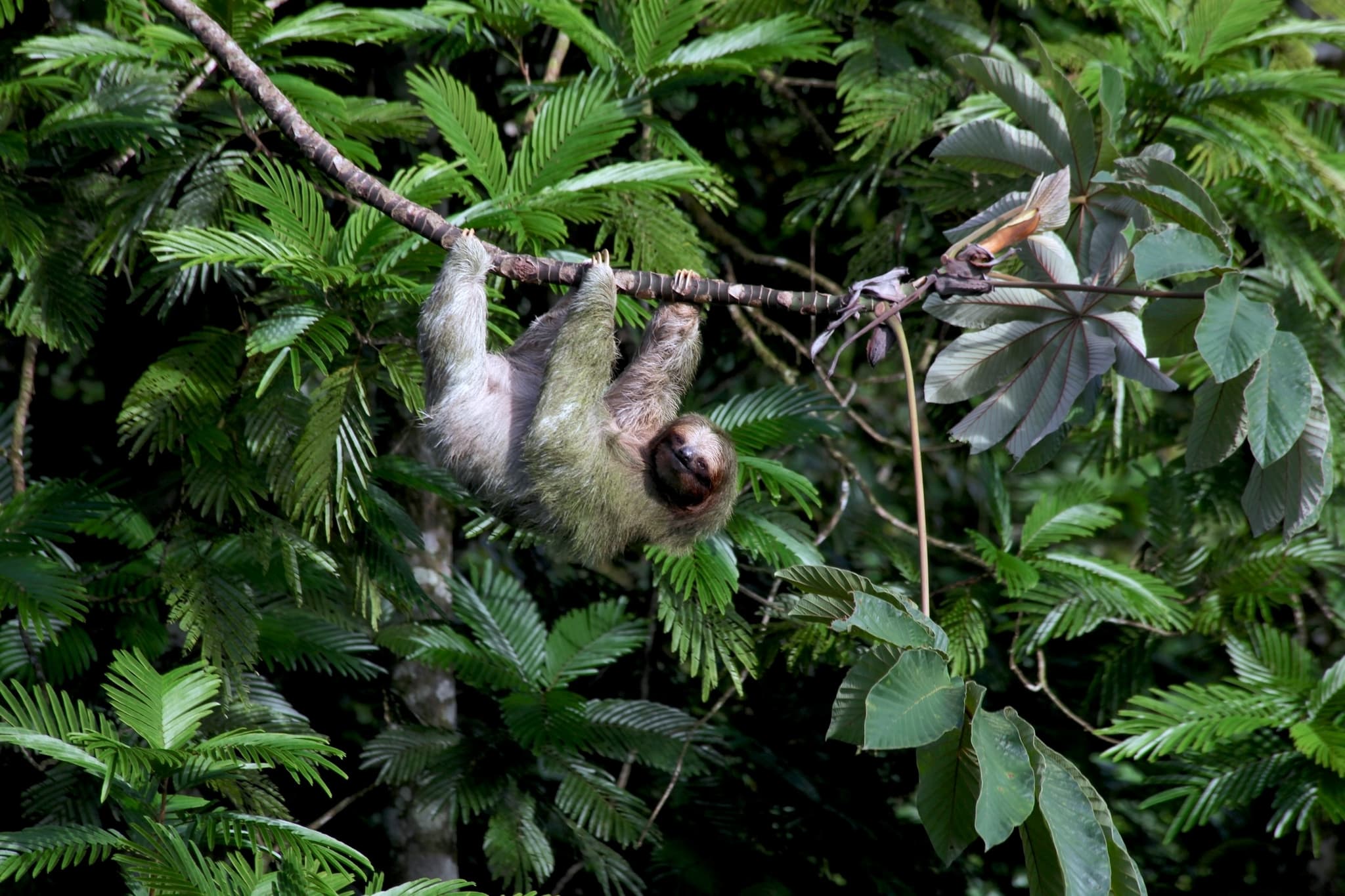 Wildlife Adventure in Costa Rica