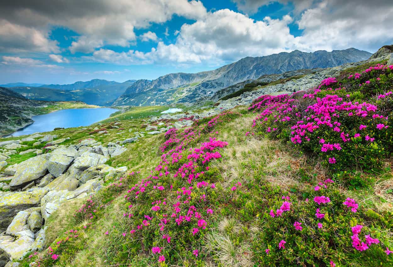 Wild flowers in the Retezat Mountains near Bucura Lake: Photo: shutterstock 1016931691