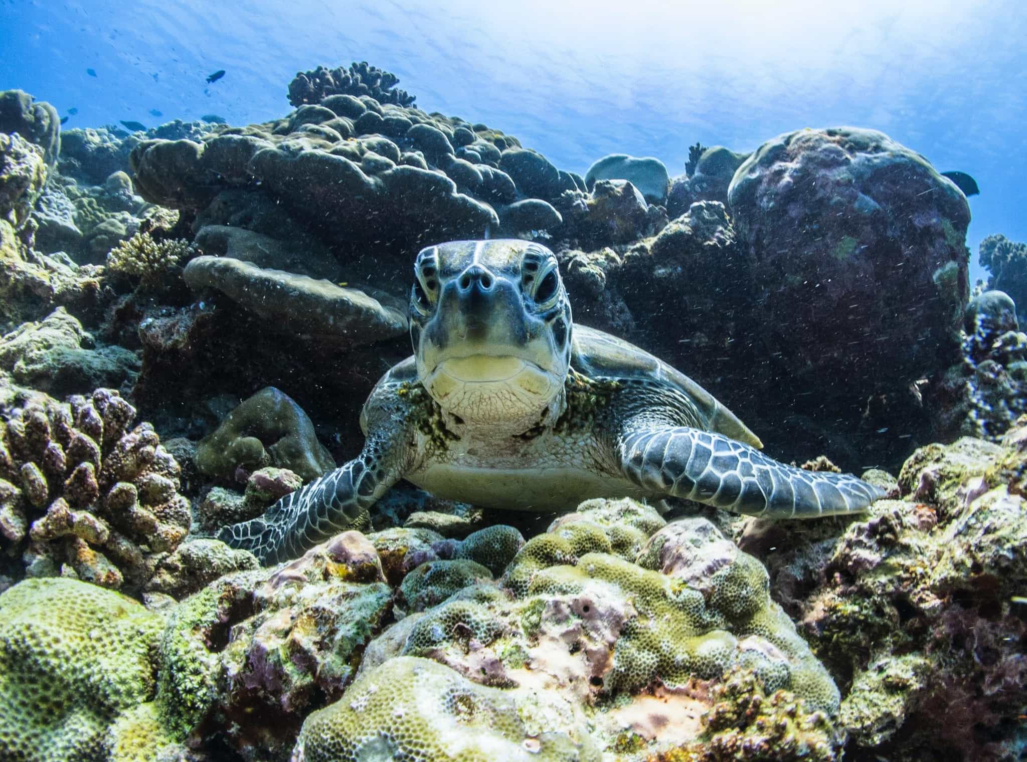 Sea turtle. Photo: Unsplash – naushad-mohamed-1VE5BohTl7k-unsplash