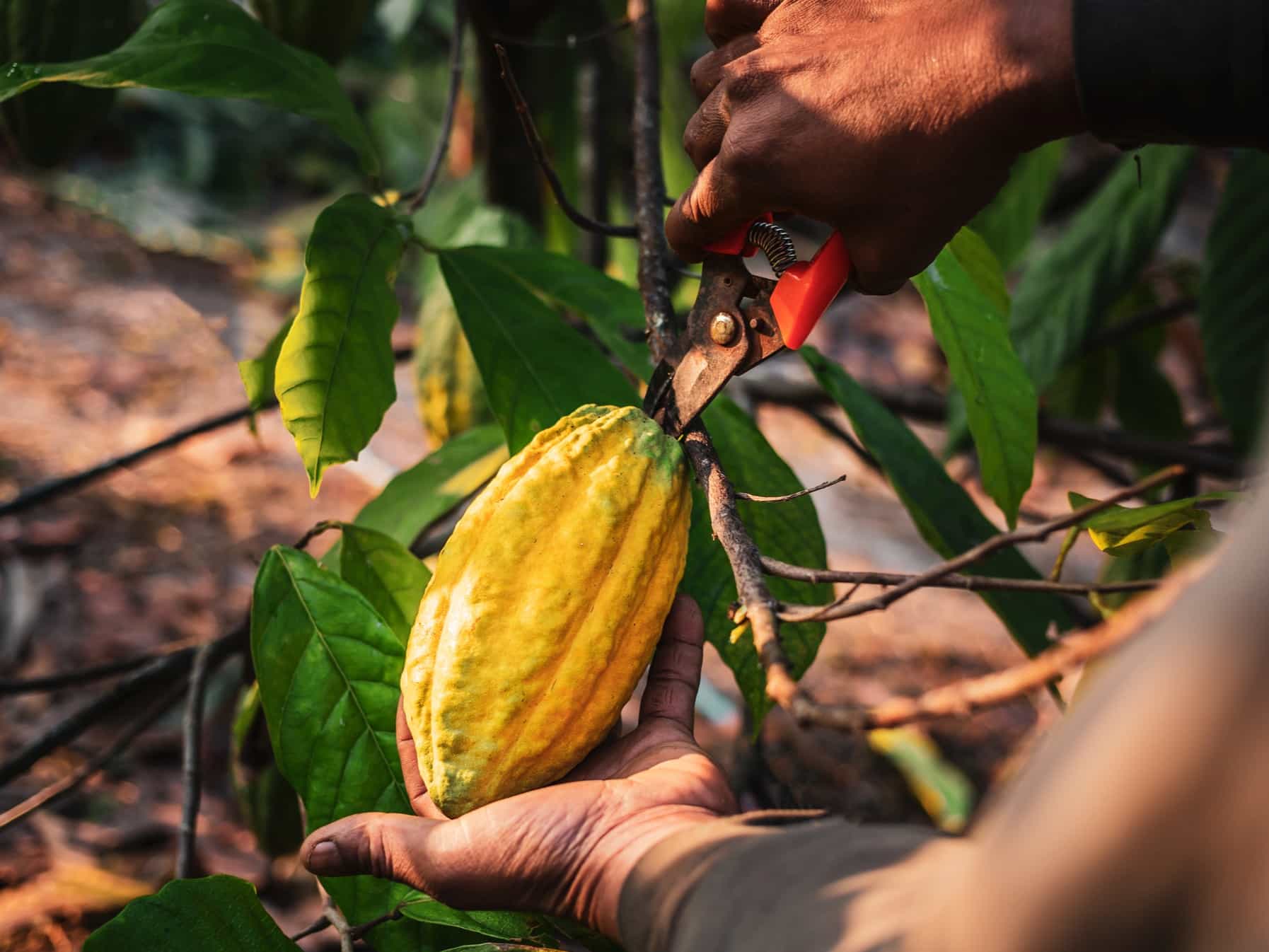 Cocoa farmer, Image: GettyImages-1586654907
