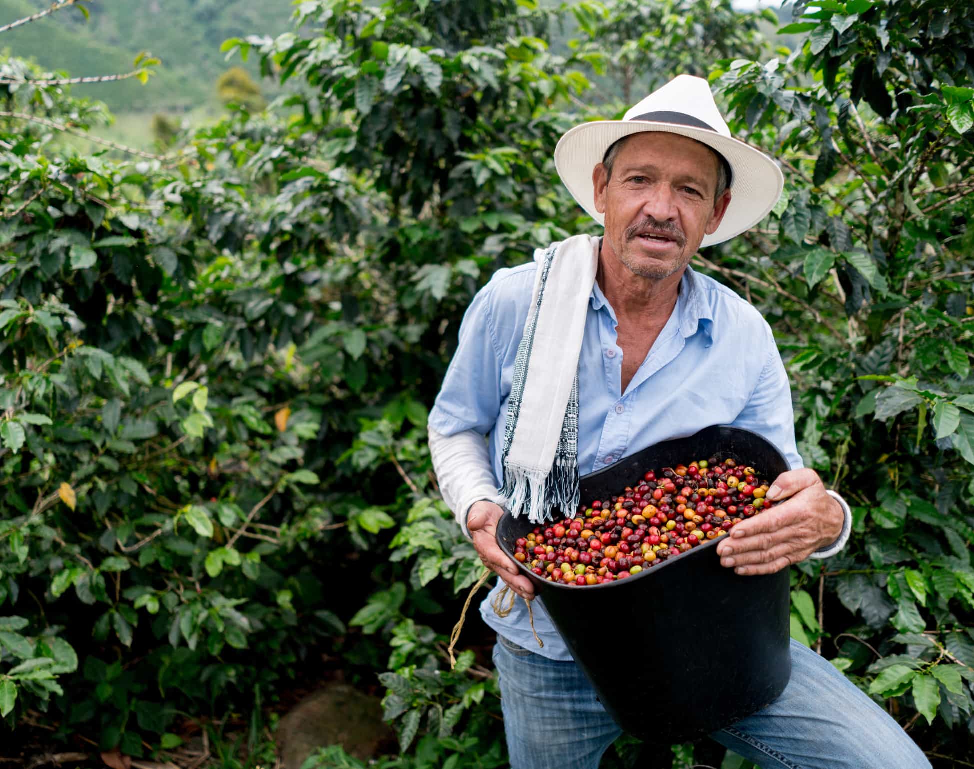 Man collecting coffee beans at a farm in Colombia: photo: GettyImages-538450018