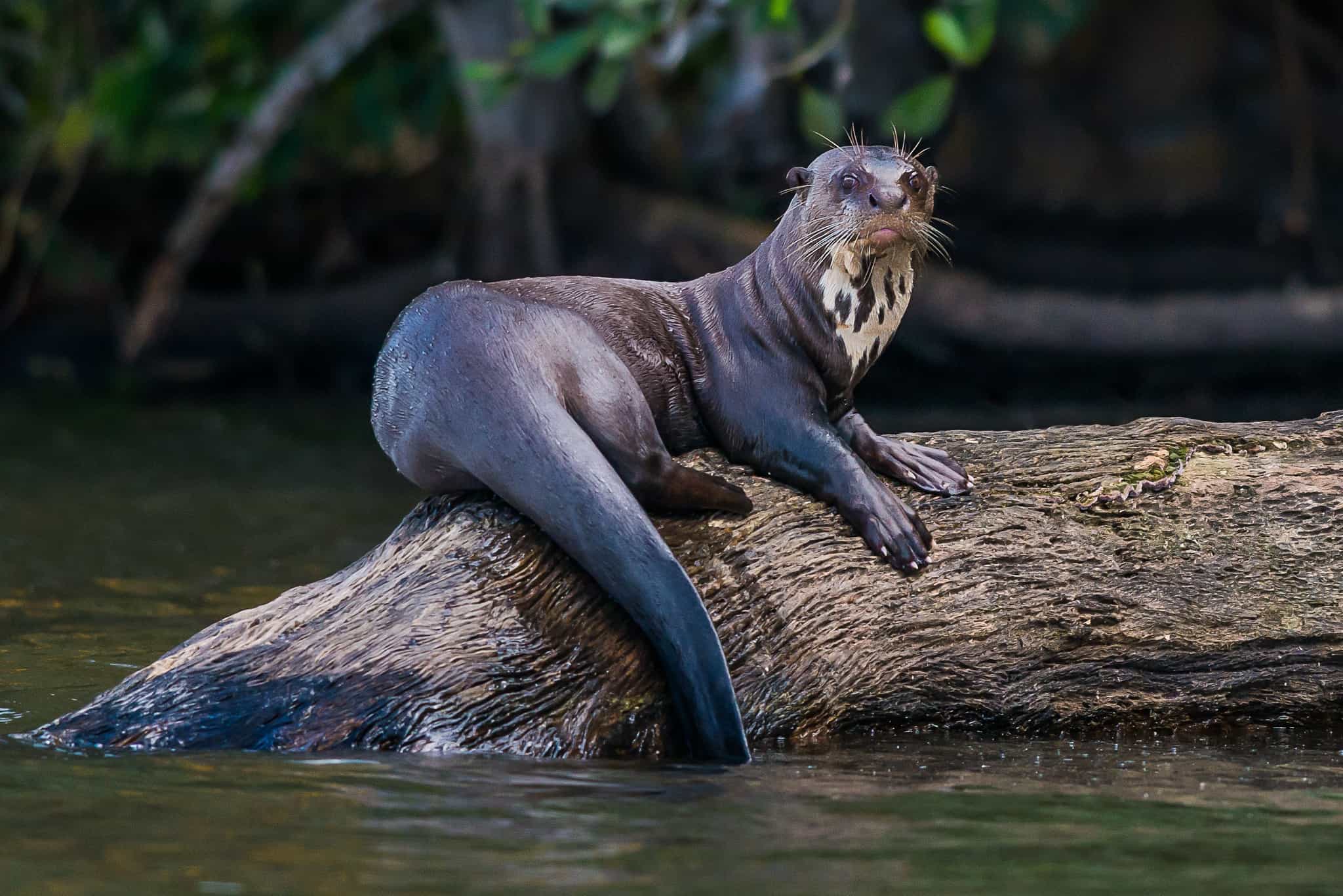 Giant River Otter Amazon Peru. Photo GettyImages-452419199