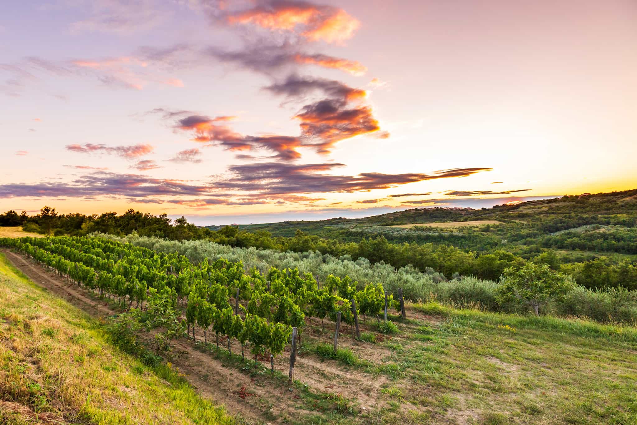 Istrian Vineyard, Croatia. Photo: GettyImages-1234904613