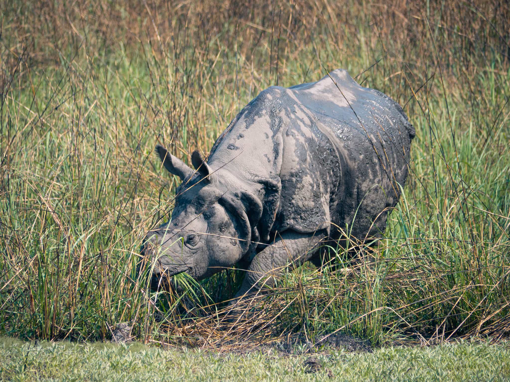 gazing rhino in Chitwan, Nepal
