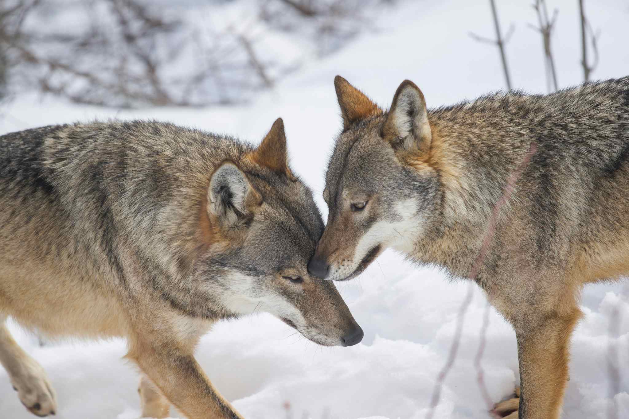 Two wolves in Italy, credit Getty