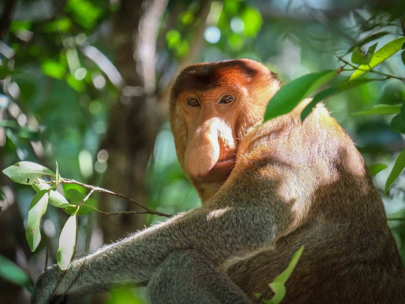 Proboscis monkey, Bako NP, Paradesa Borneo
