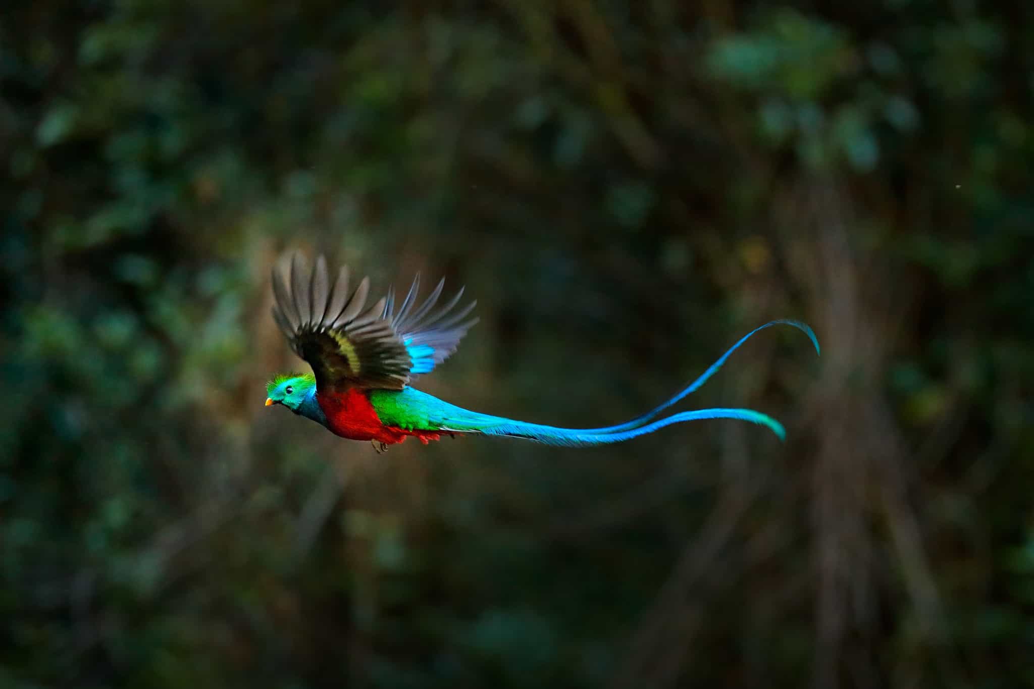 quetzal-guatemala-shutterstock