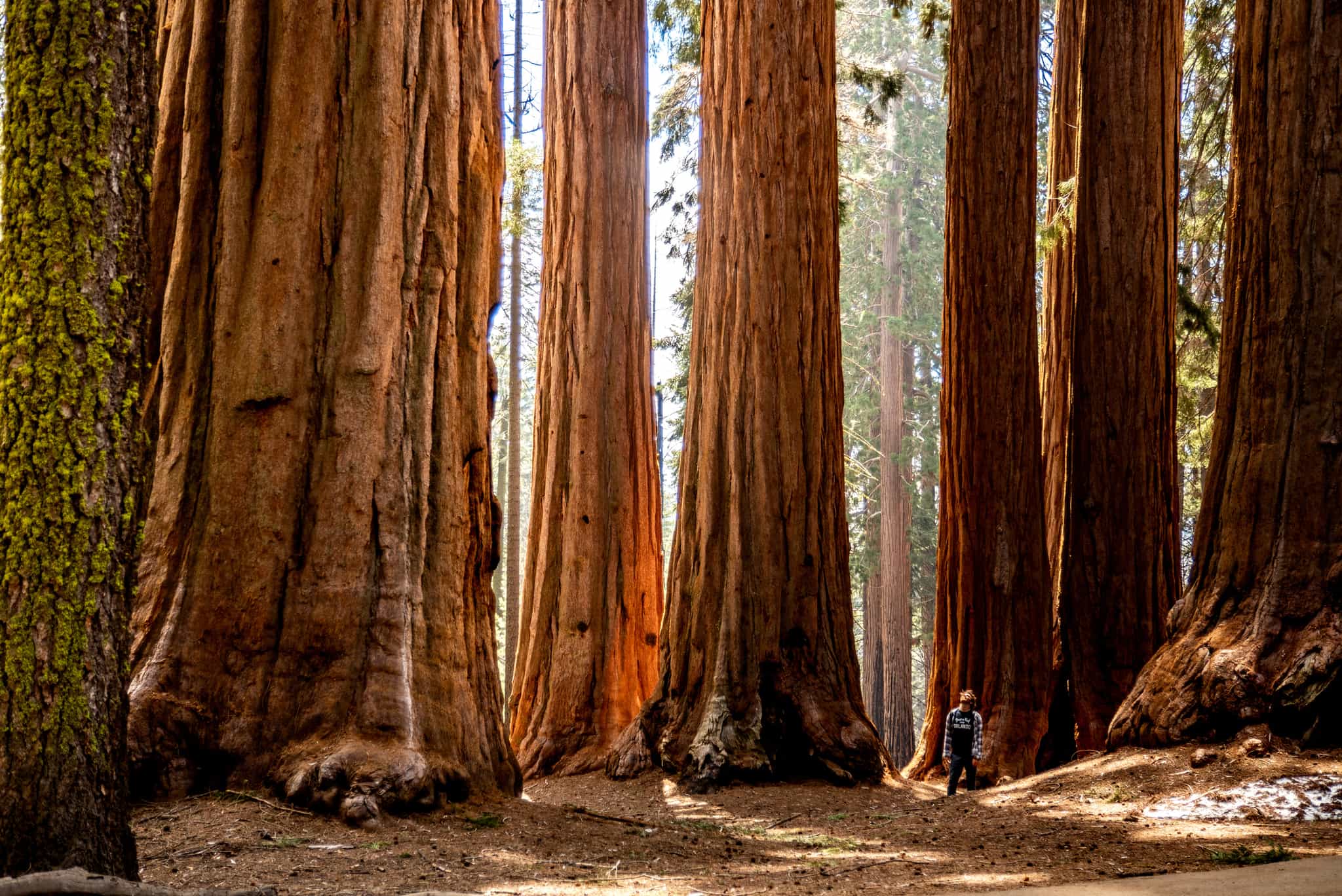 Sequoias National Park, USA