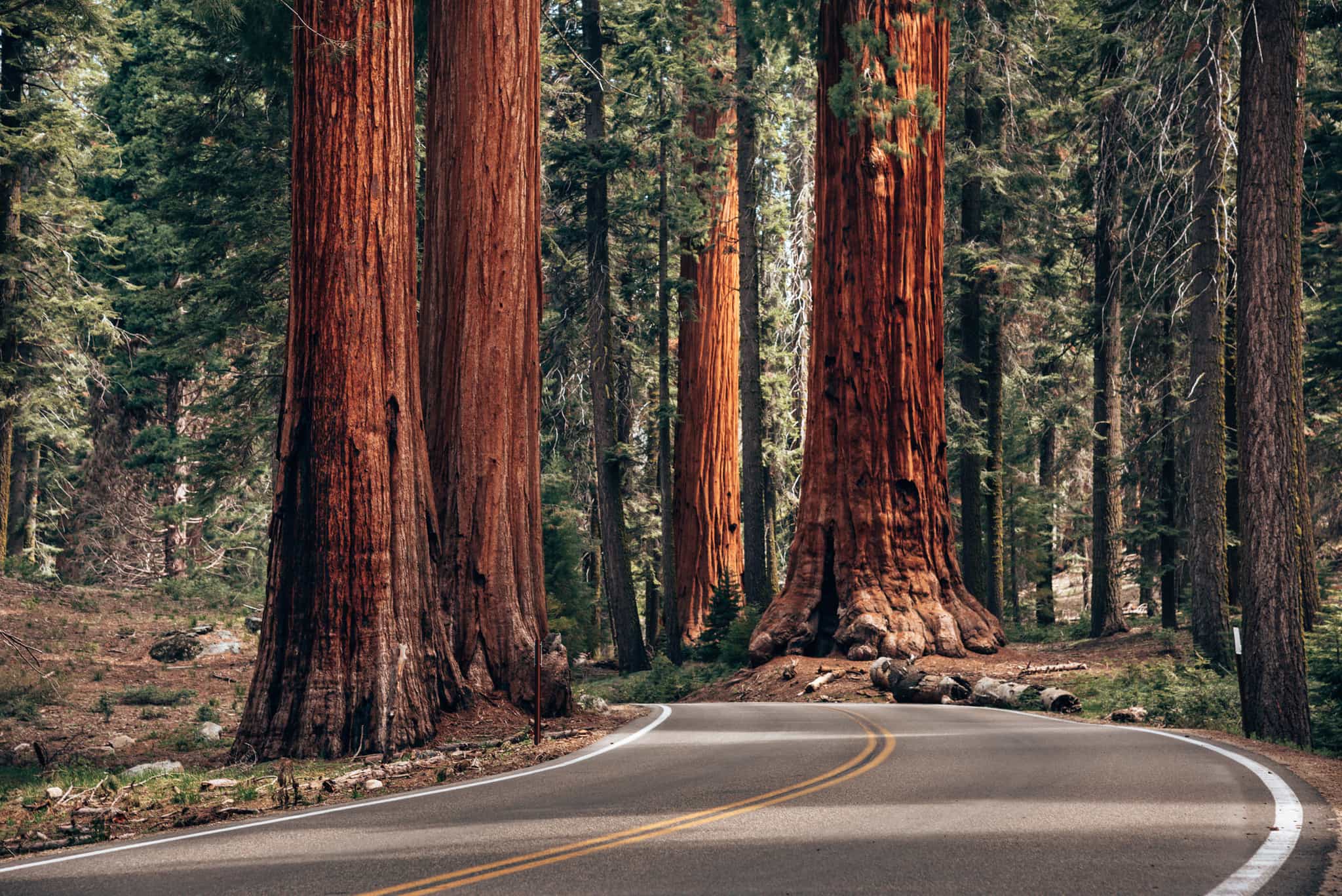 Sequoias National Park, USA