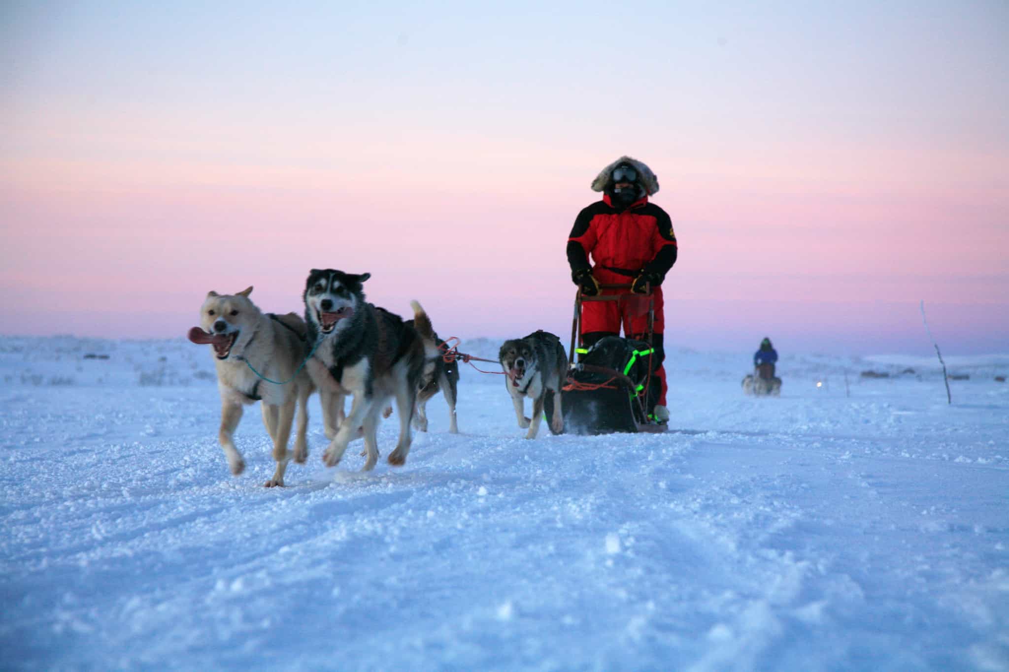 Dog sledding, Finnmark, Norway
