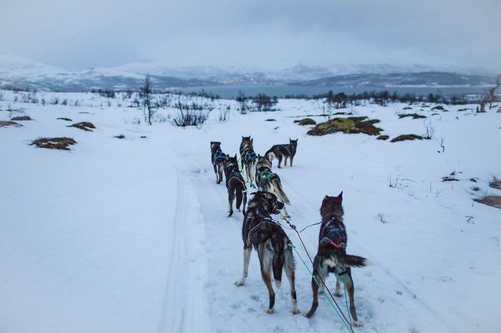 POV of musher. Photo Leo Plunkett, not to be used outside the body and marketing of this article.