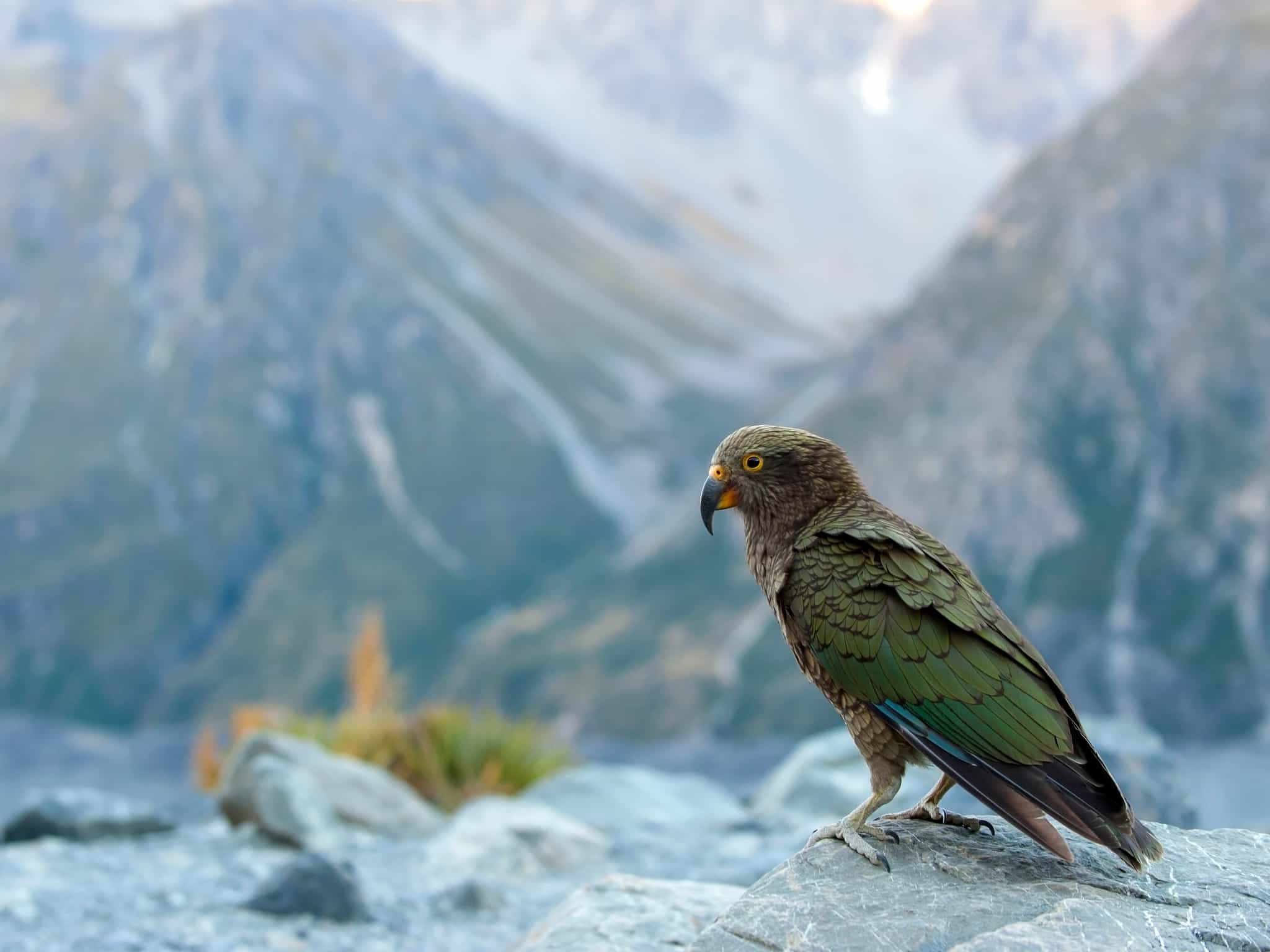 Kea bird, New Zealand Photo: GettyImages-487469411