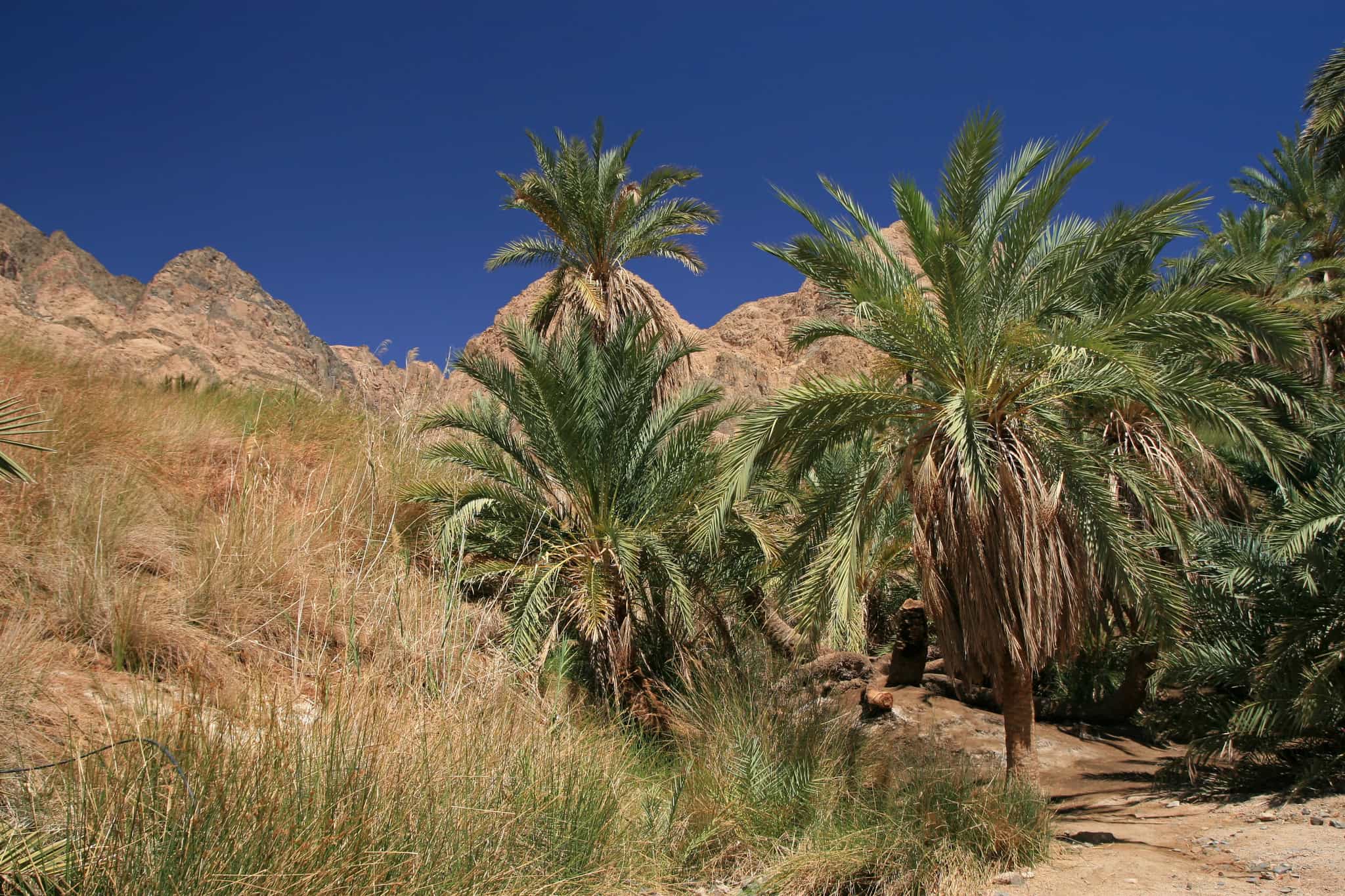 Sinai oasis, Getty