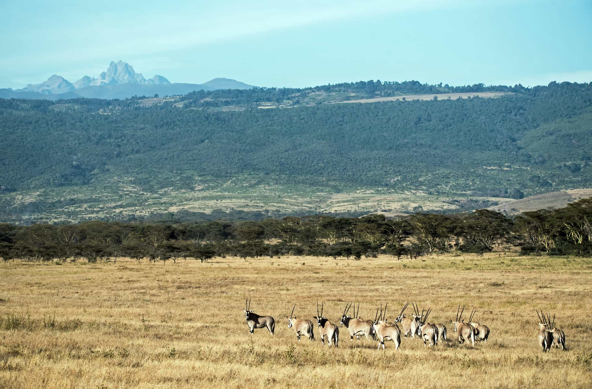 Mount Kenya. Photo: https://unsplash.com/photos/group-of-gazelles-at-the-field-during-day-neMPqxWWO0w