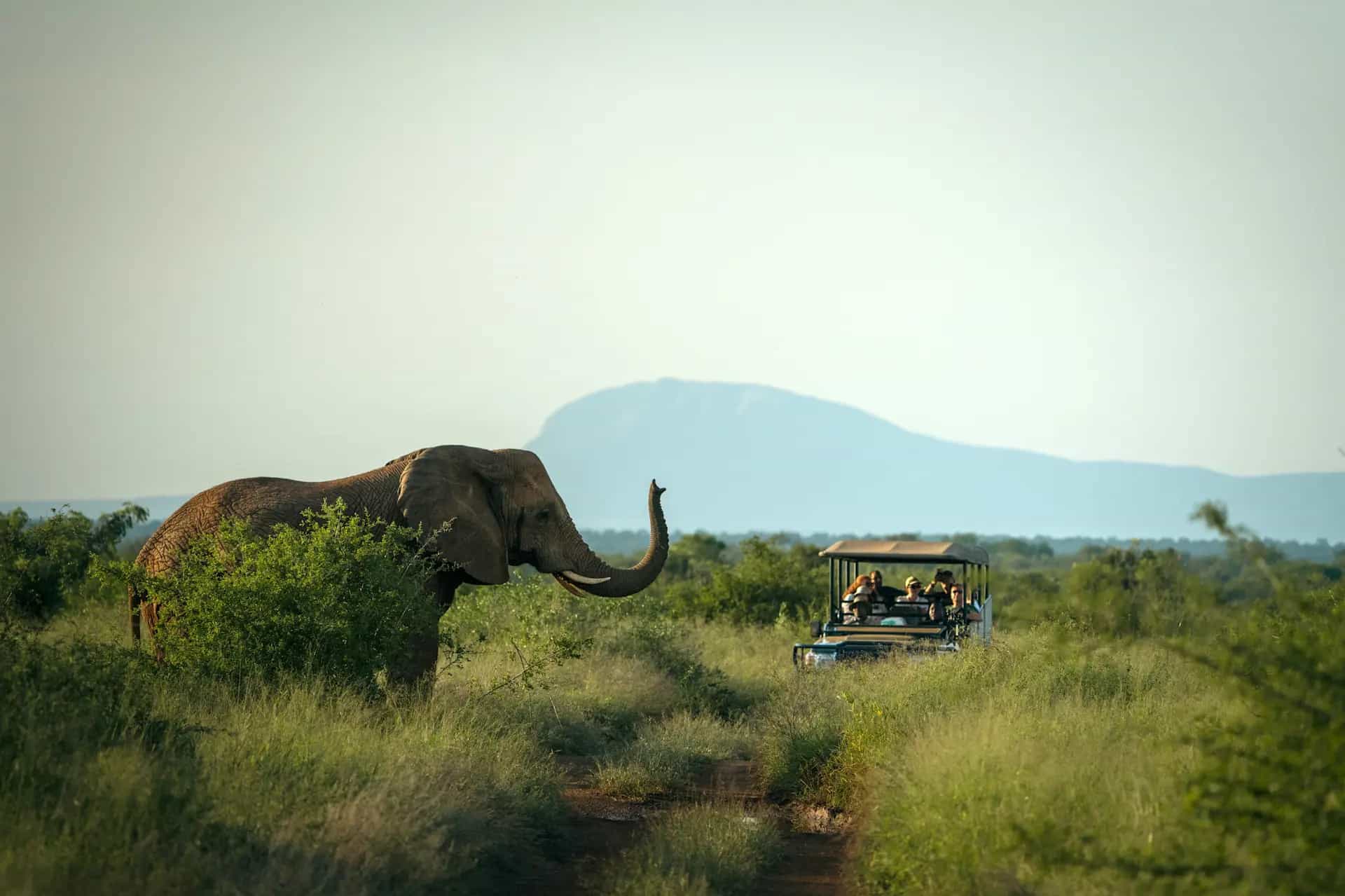 An african elephant raises its trunk in the direction of a safari vehicle. The landscape is covered with vegetation and there is the silhouette of a mountain in the background.