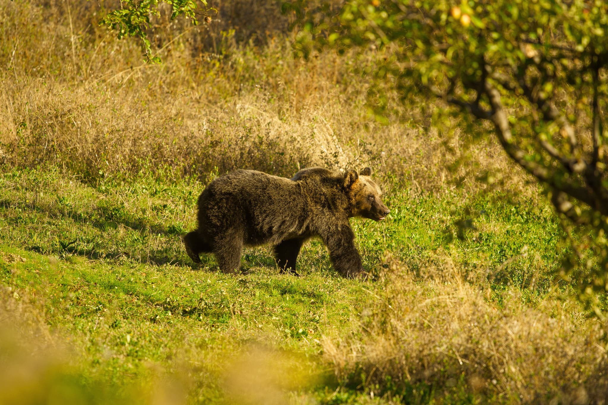 Hiking and Wildlife Tracking in Italy