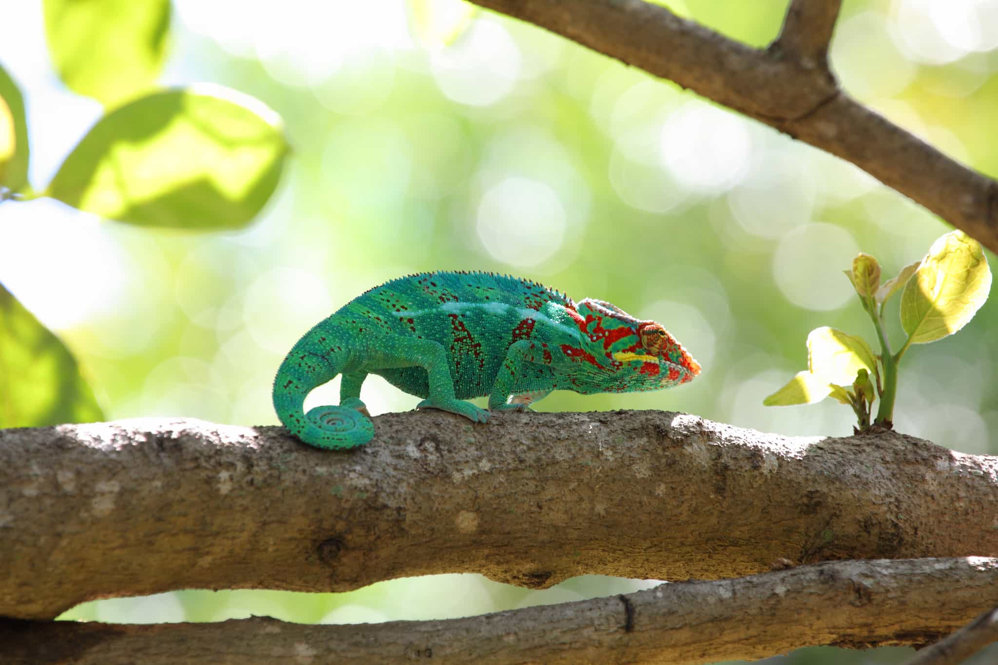 Chameleon, Reunion Island. Getty: 169974985