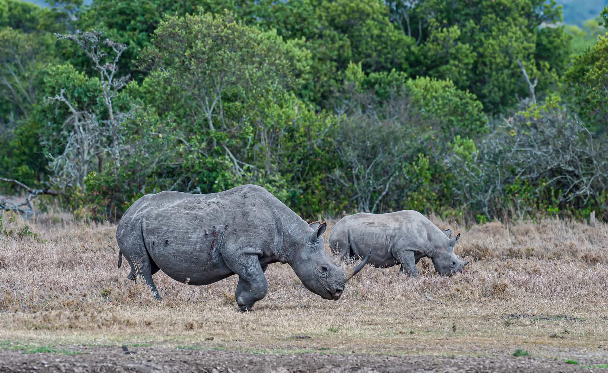Rhinoceros in Ol Pejeta Conservancy, Kenya