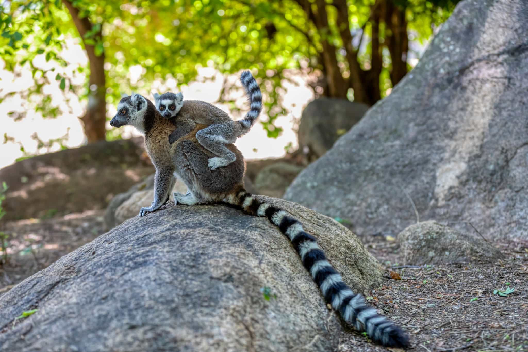 Ring tailed lemurs, Madagascar