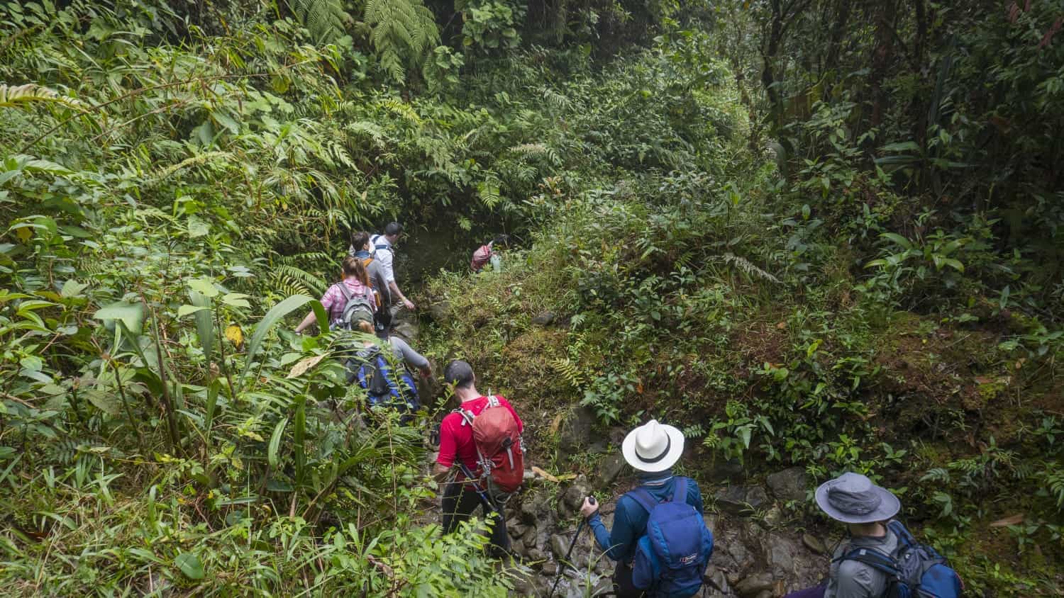 Jungle Expedition to the heart of Colombia