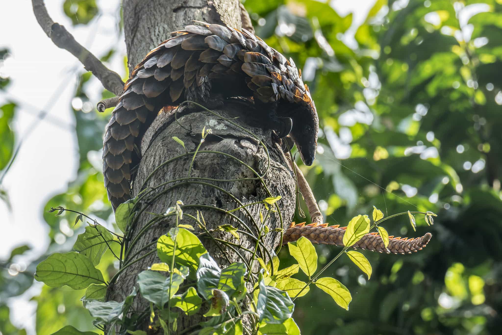 Ghana pangolin. Photo: GettyImages-1351478840