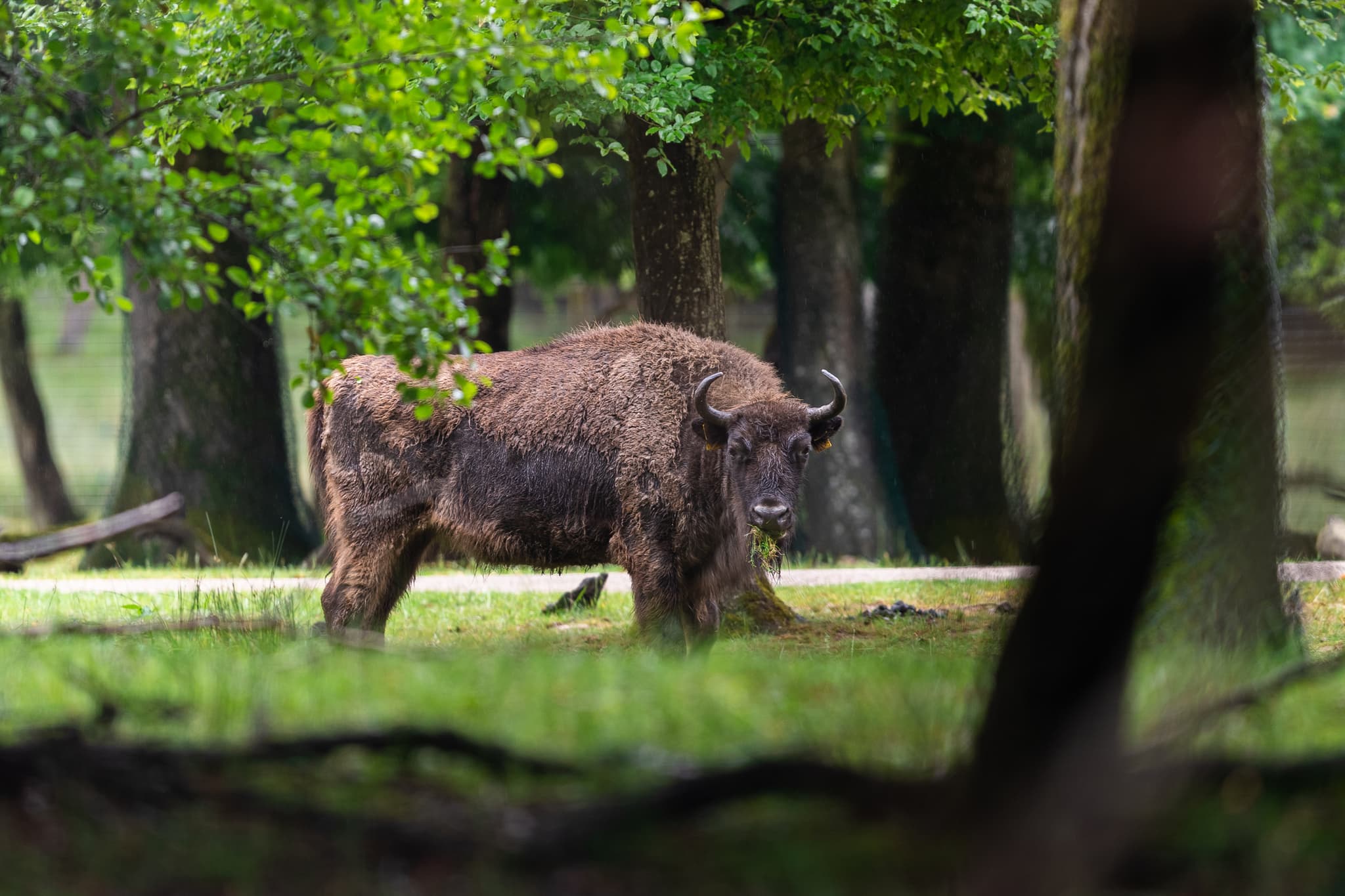 Wildlife Tracking in Romania