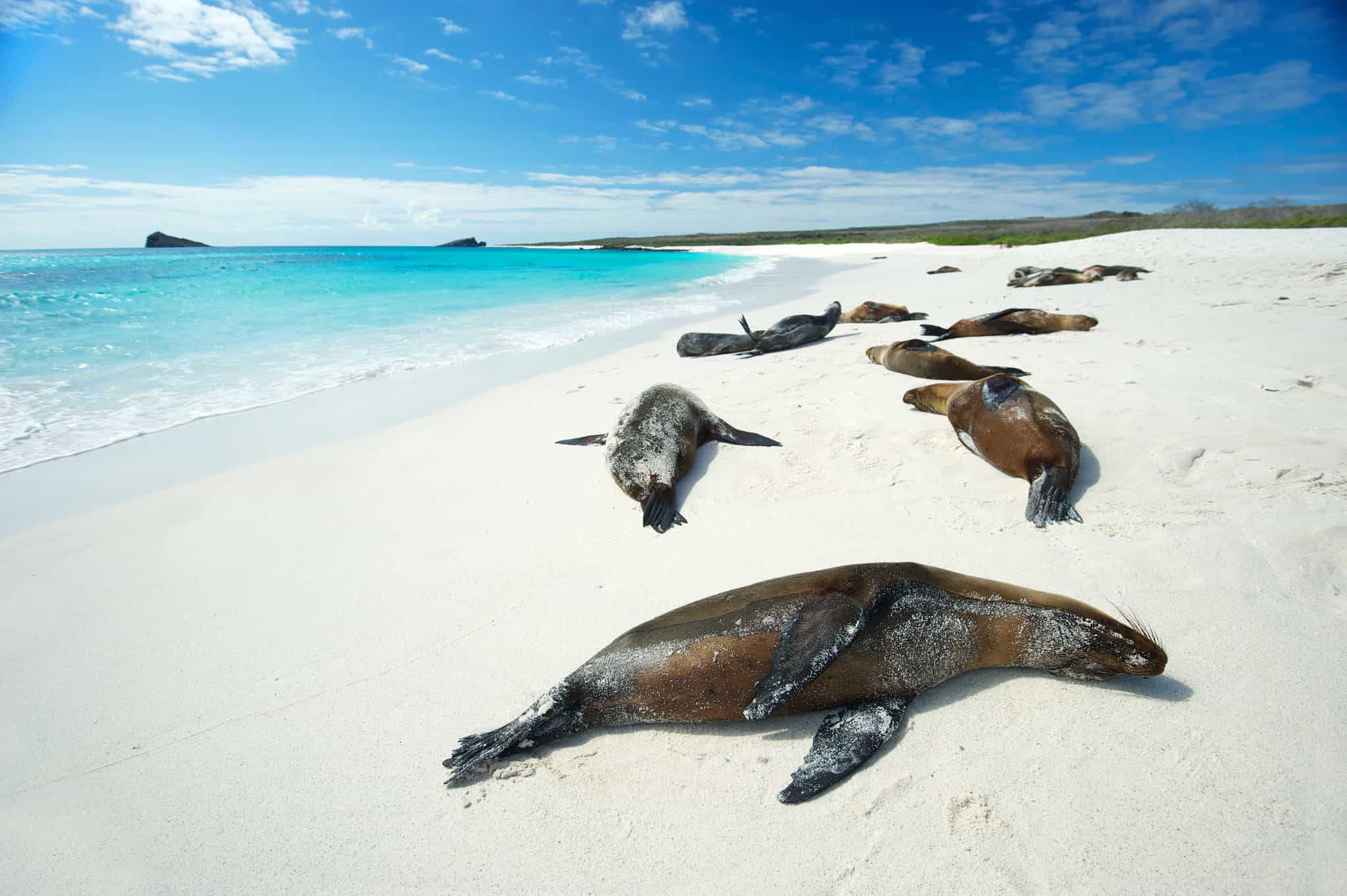 A group of sea lions relax on the white sand beach of Tortuga Bay in the Galapagos Islands.
