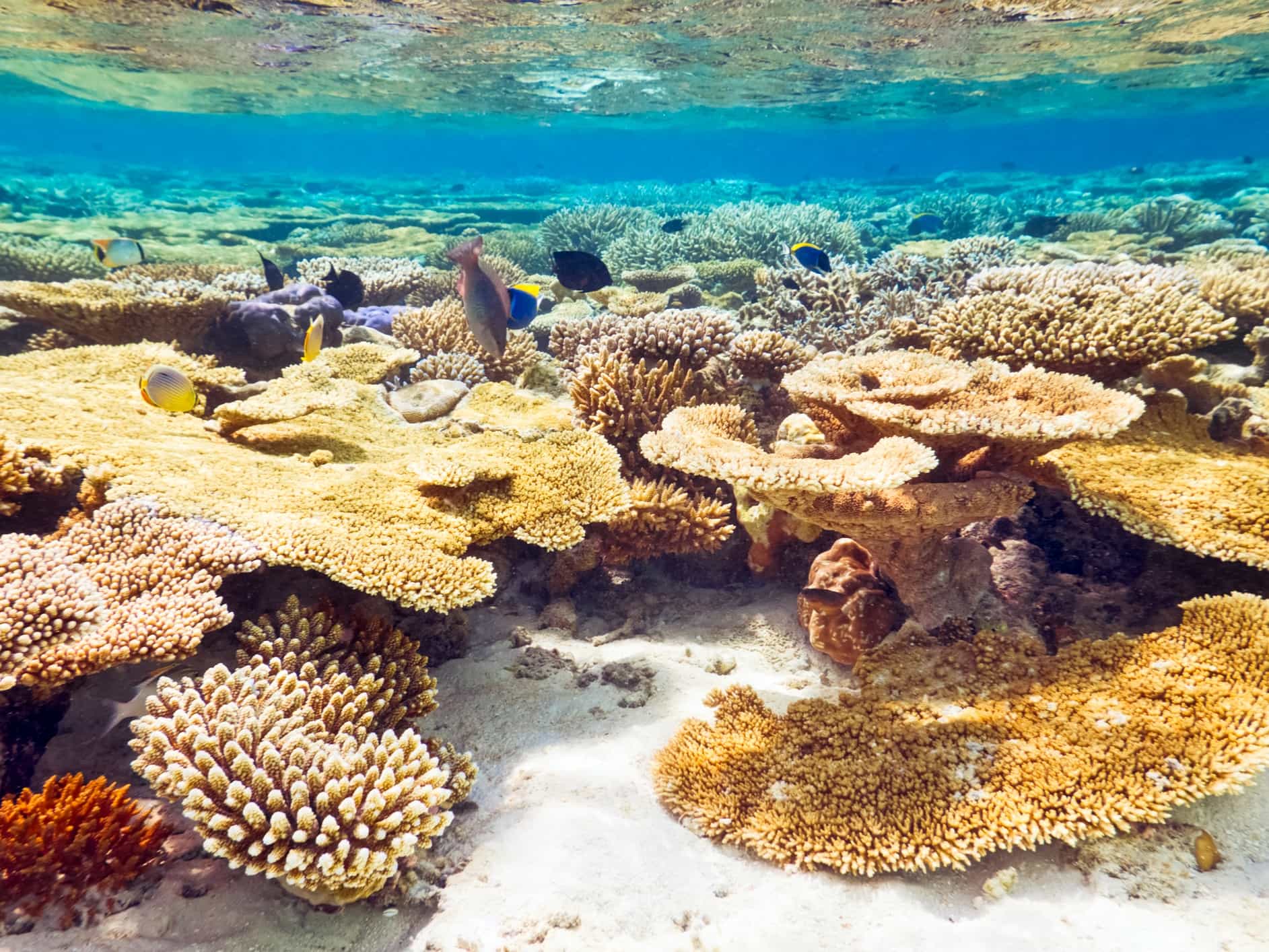 Coral reef, Maldives, Getty