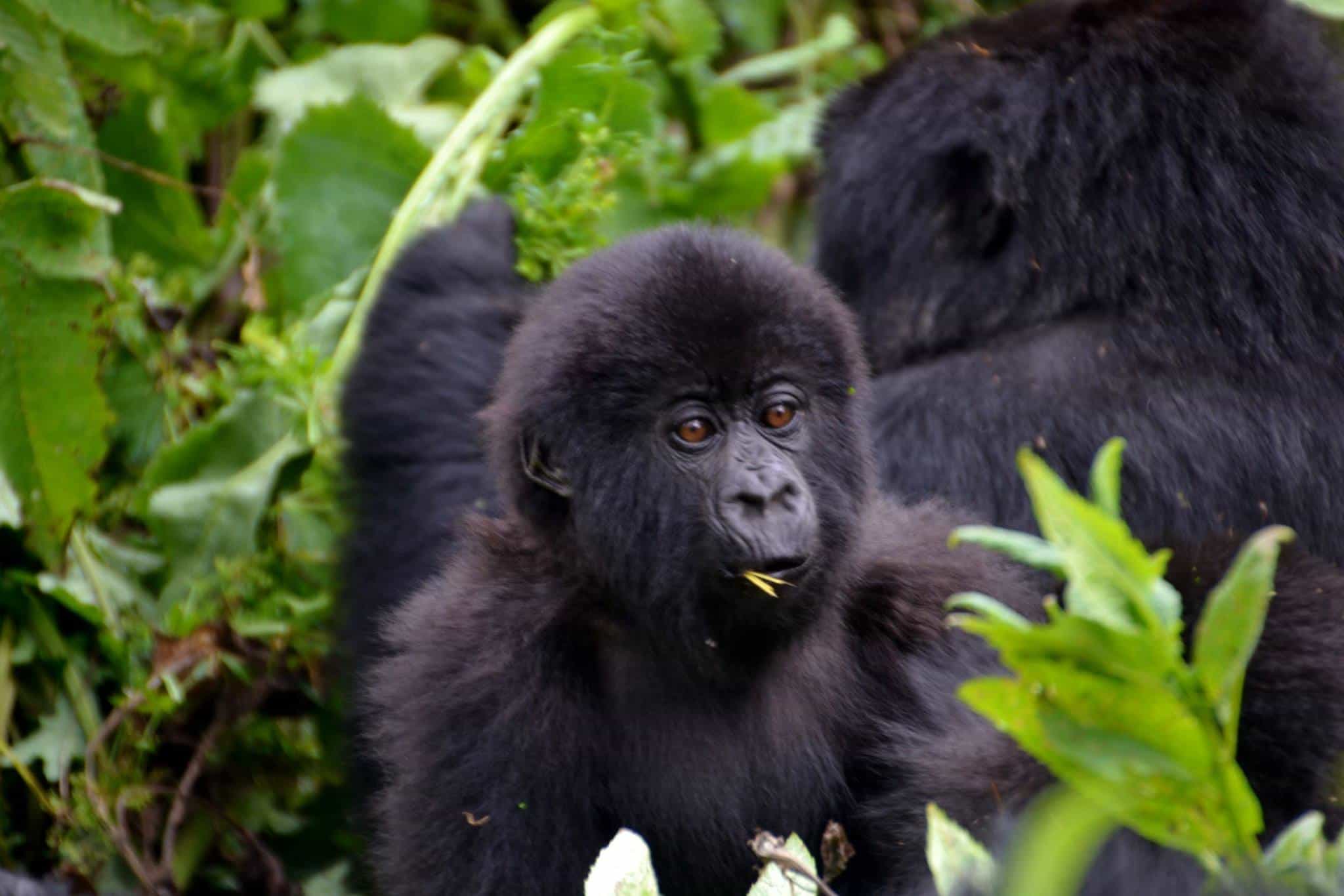 Mountain Gorilla, Rwanda