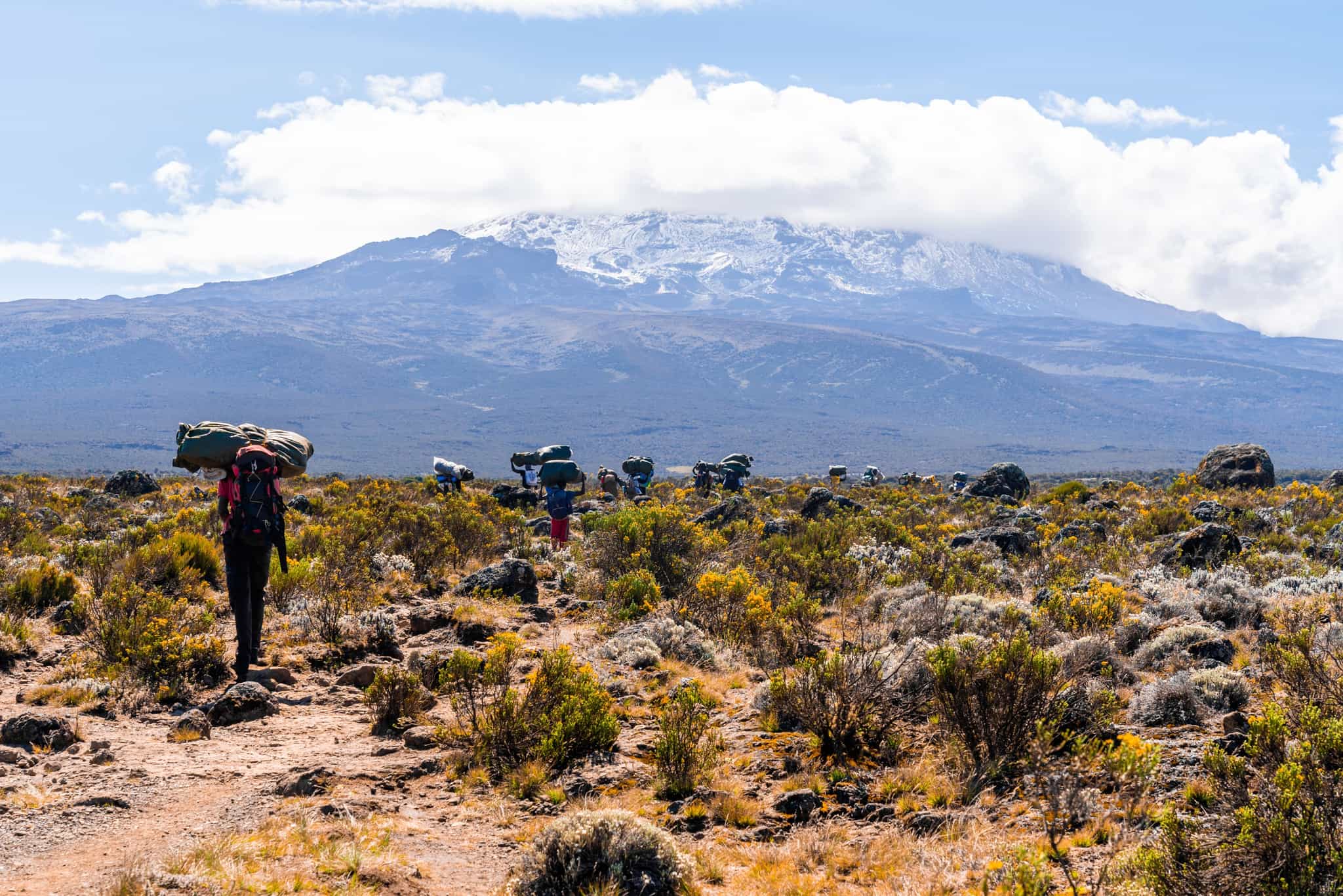 Porters crossing the moorland zone, Kilimanjaro. Photo: GettyImages-1437526385