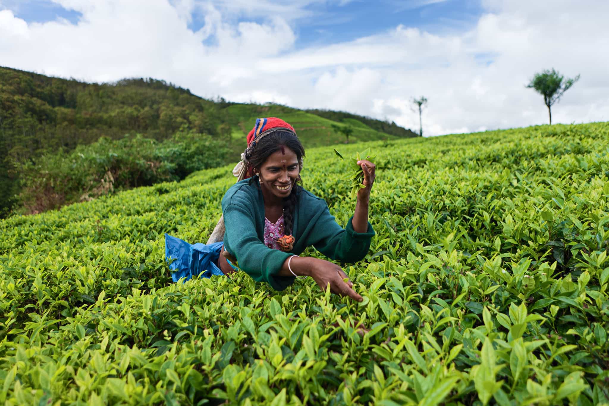 Woman picking tea leaves, Sri Lanka