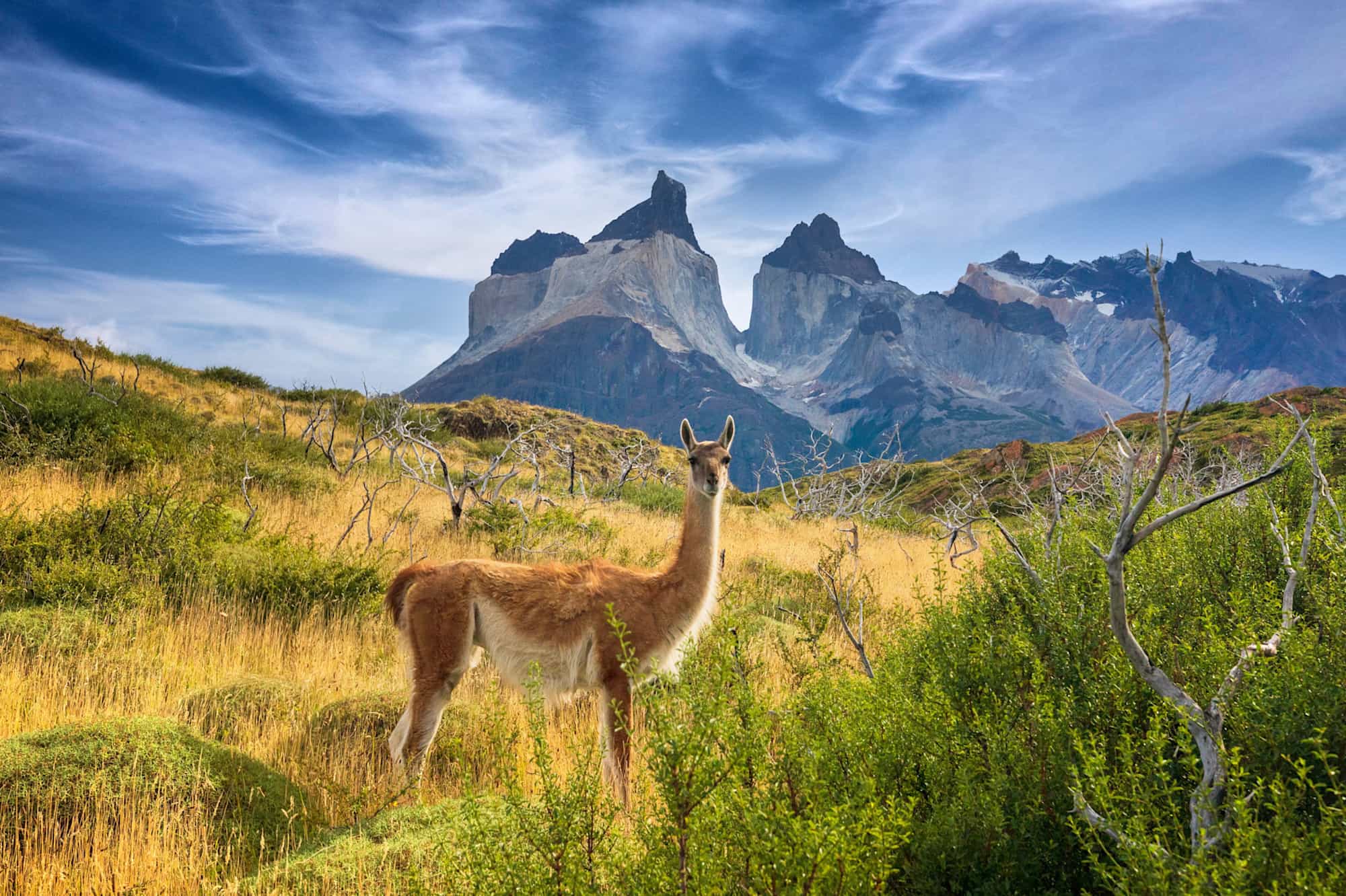 Guanaco, Patagonia, Chile. Photo: GettyImages-1282111989