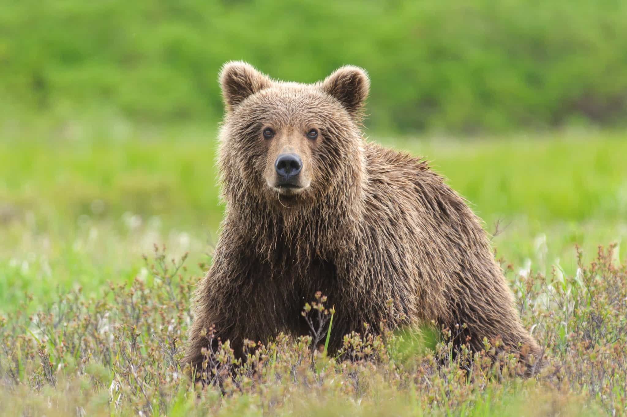 Grizzly Bear, Alaska, USA