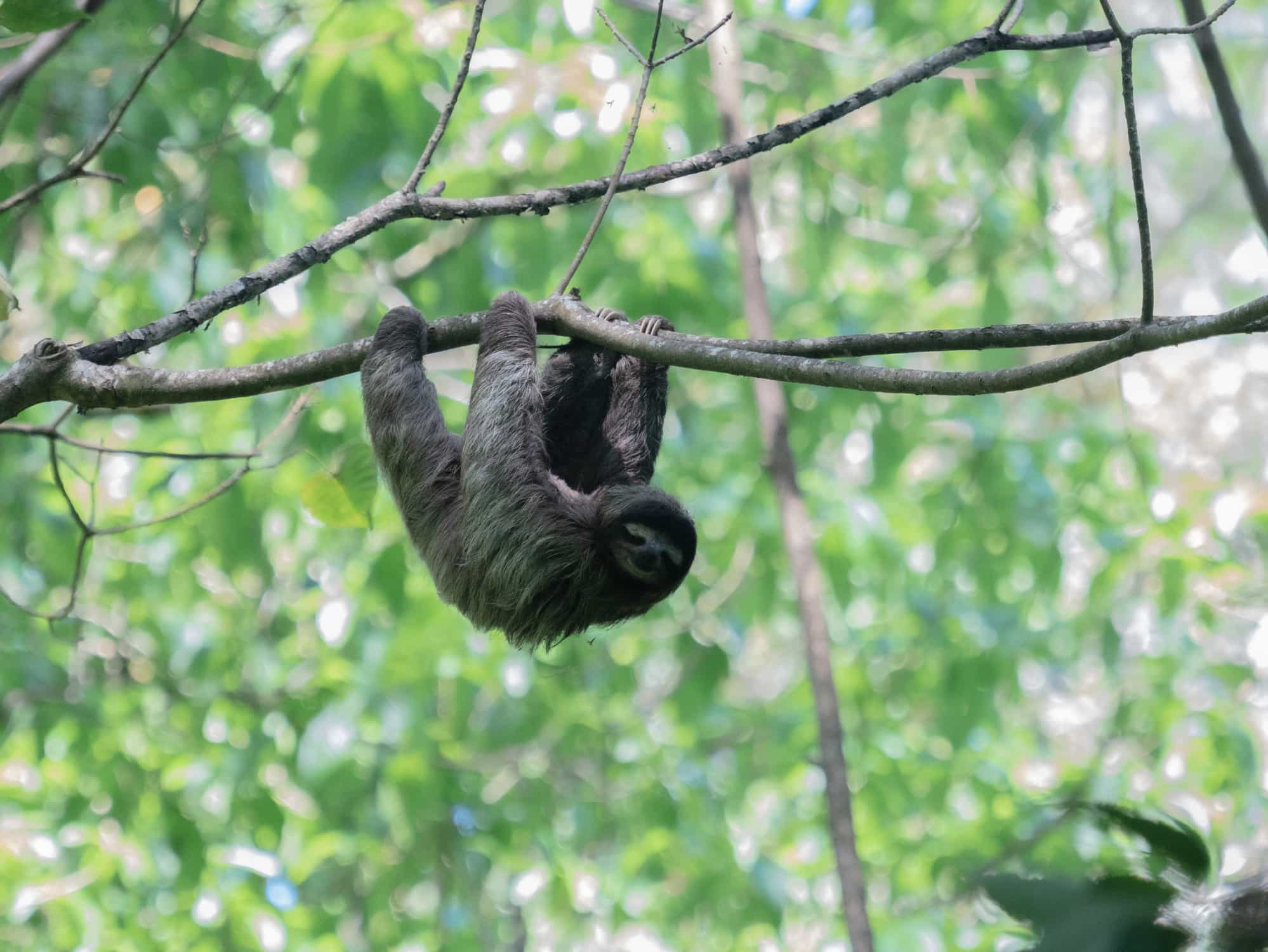 Sloth, Costa Rica. Photo: GettyImages-1471941939