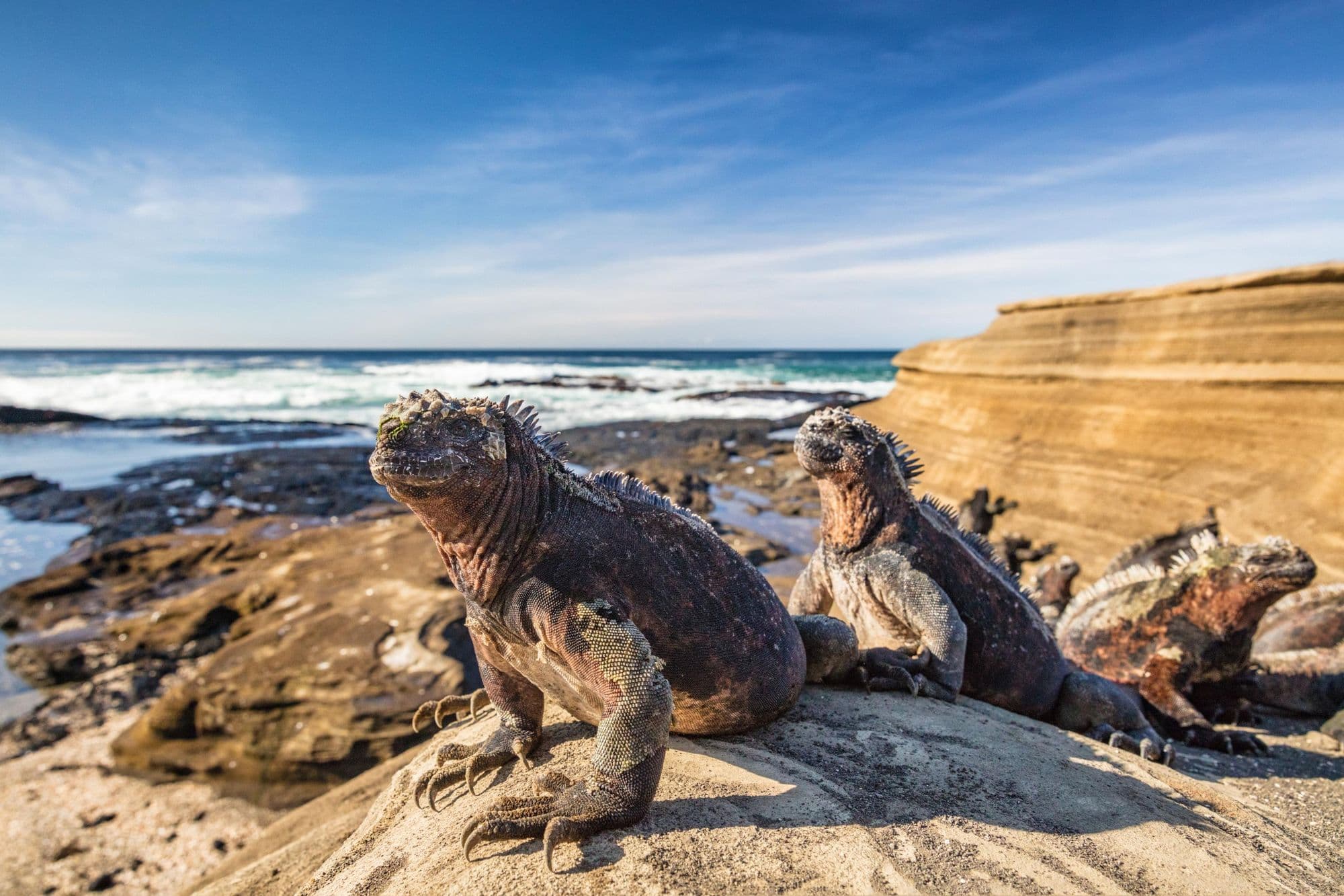 Iguanas basking in the sun in the Galapagos Islands, Ecuador