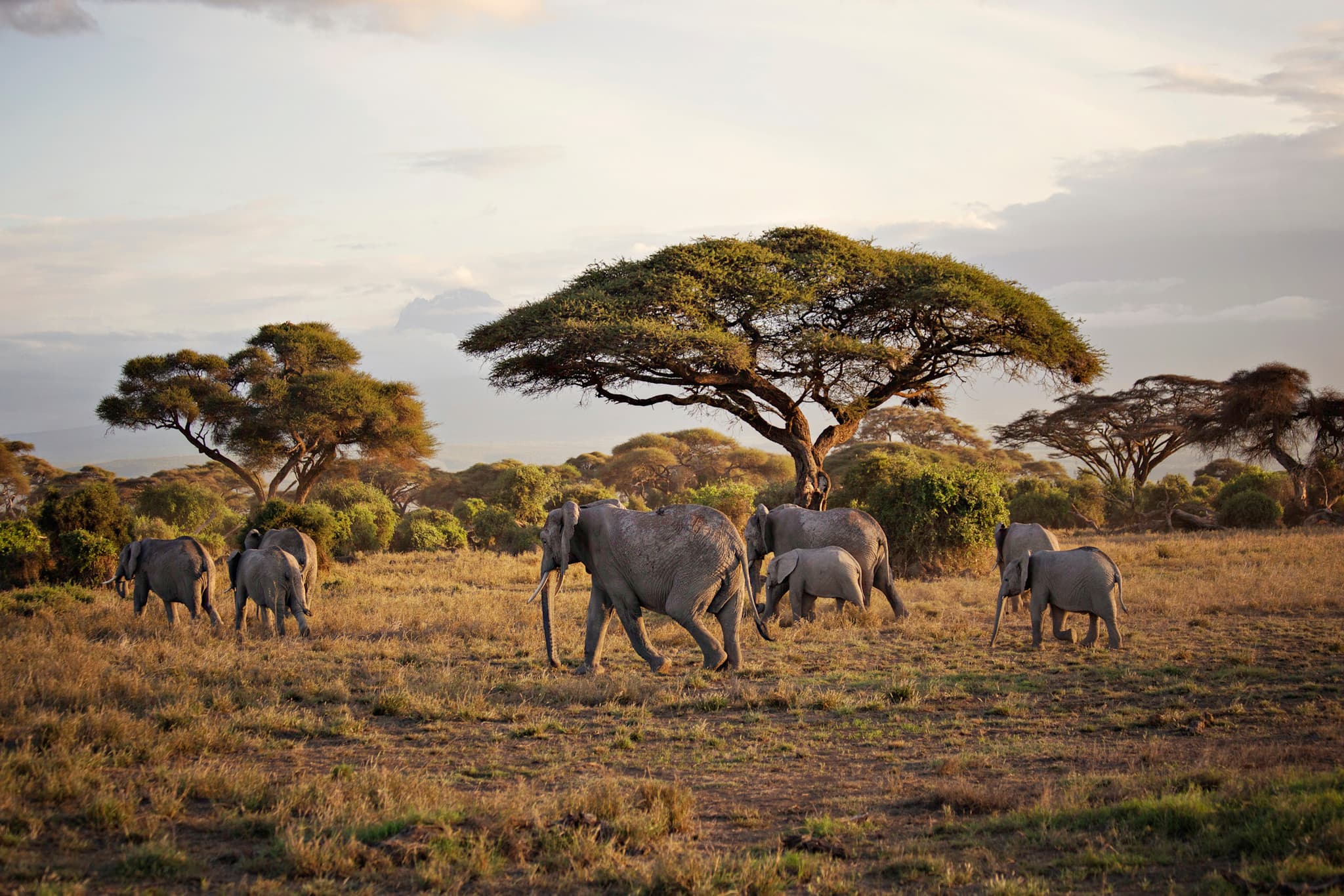 Wildlife Adventure in Kenya