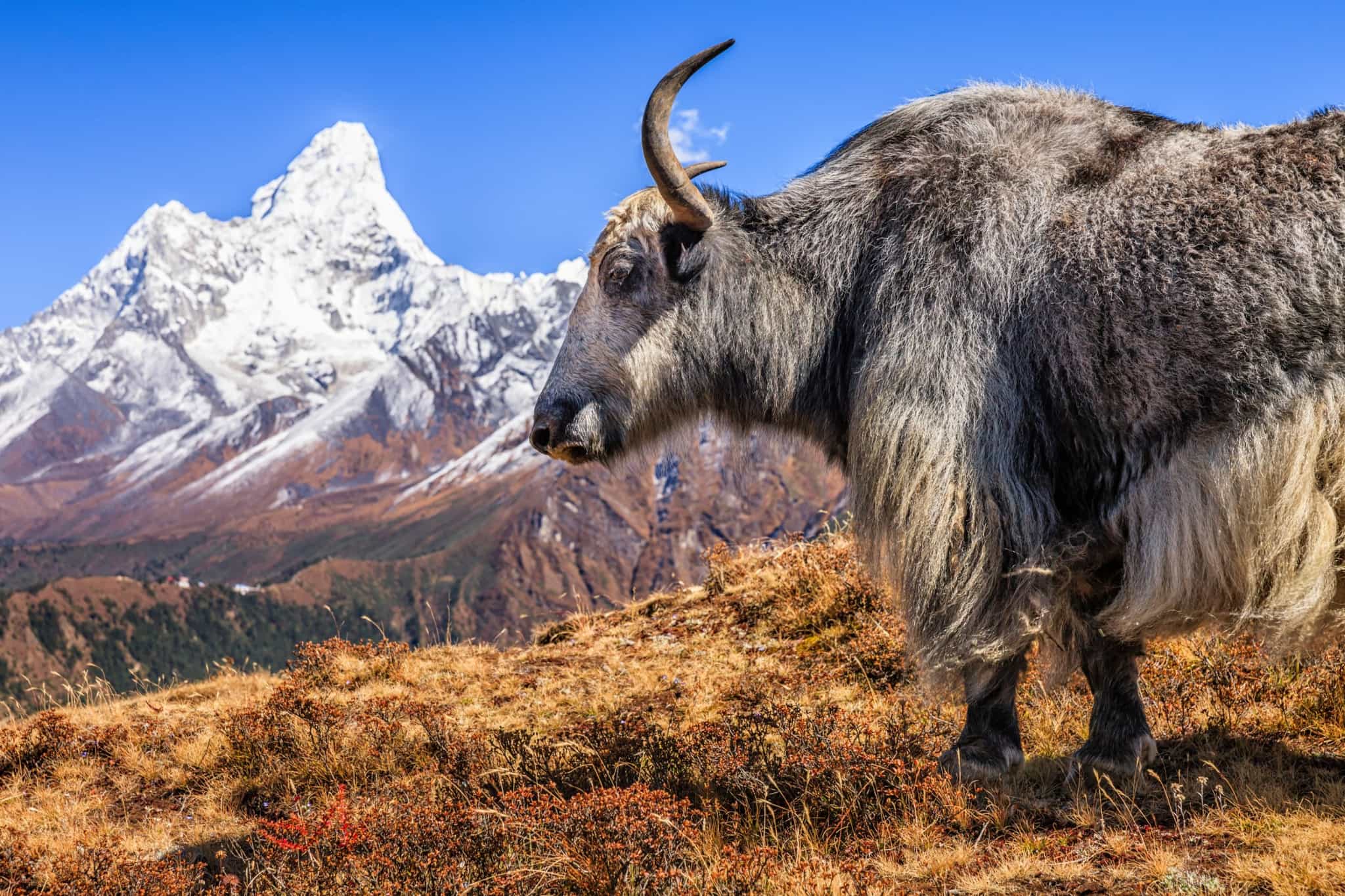 Yak below Ama Dablam, Nepal Photo: GettyImages-637623106