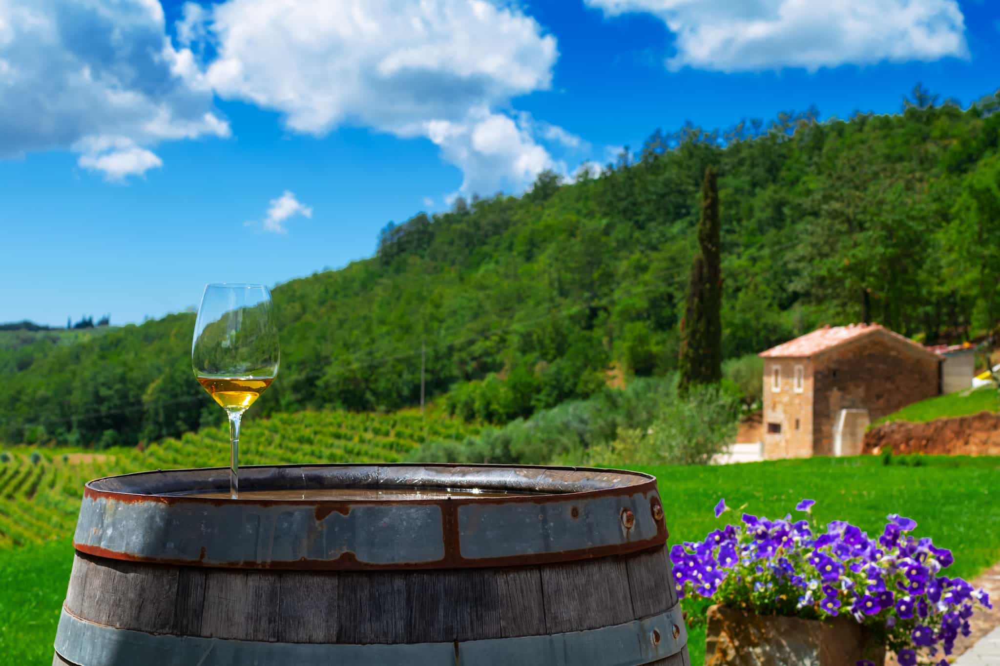 Istrian Wine vineyard Photo: shutterstock_1909390798