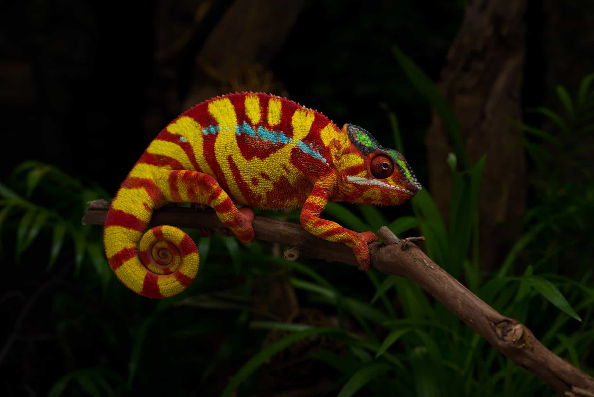 Chameleon, Madagascar