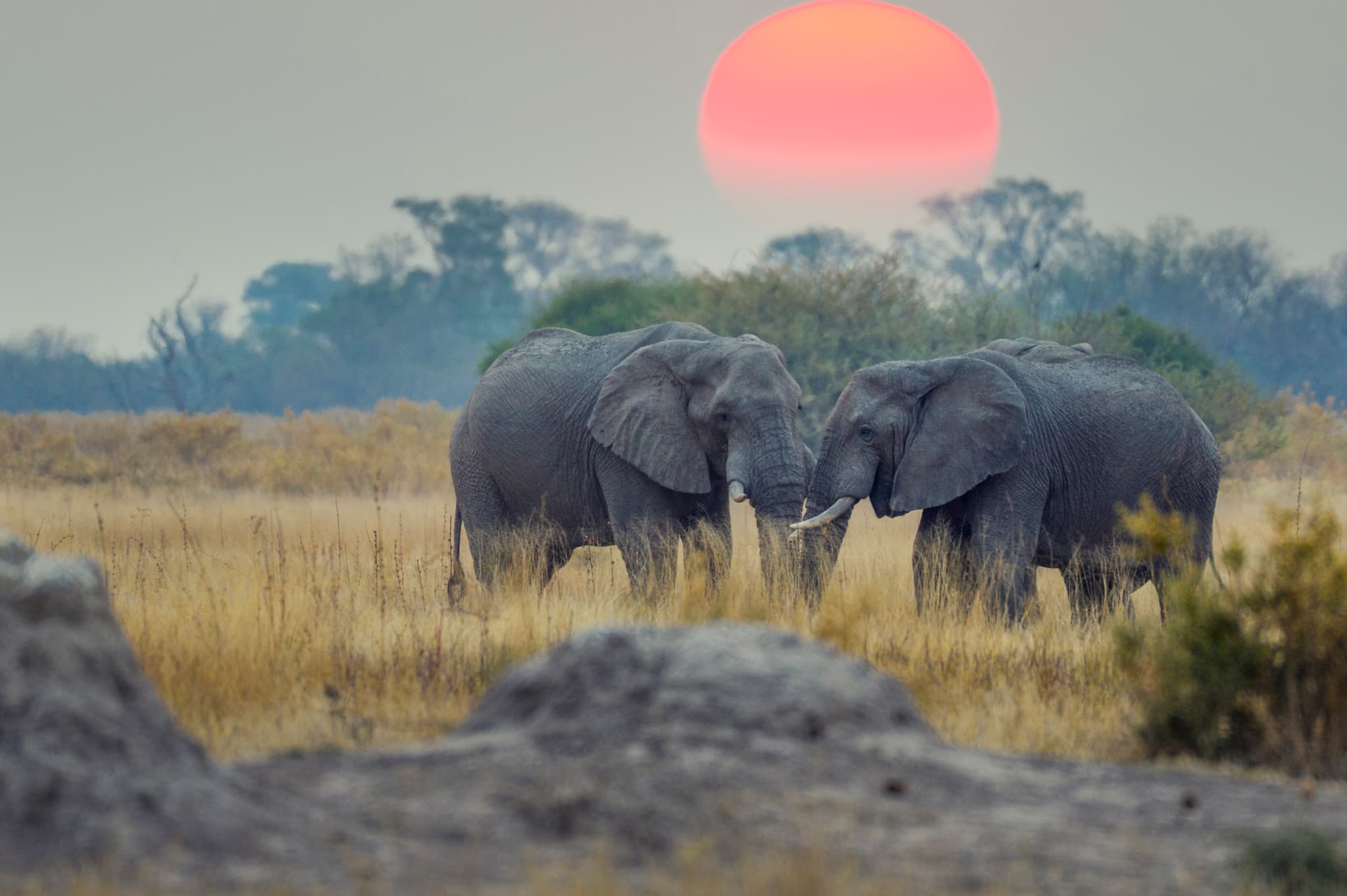 The Ultimate Adventure Through Wild Botswana