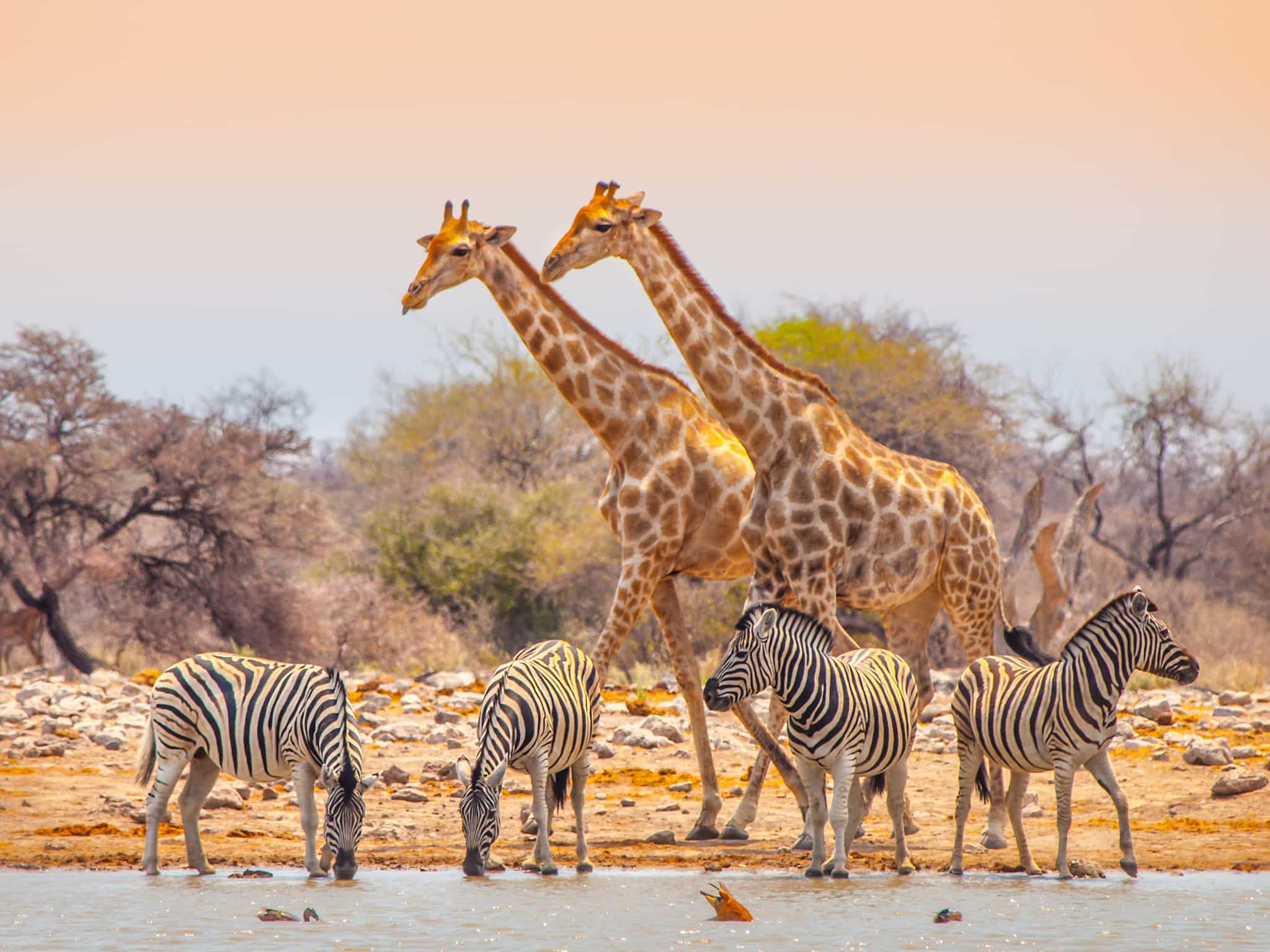 Etosha NP, Namibia. Photo: GettyImages-503592172