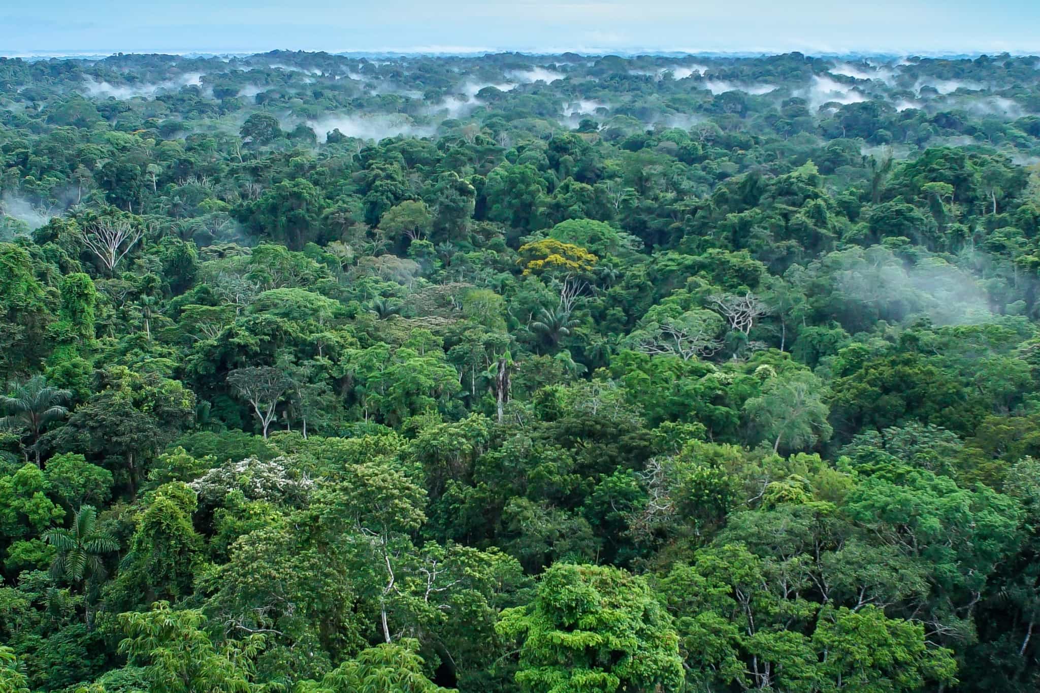 An aerial view of the Yasuni National Park in the Amazon rainforest, Ecuador.
