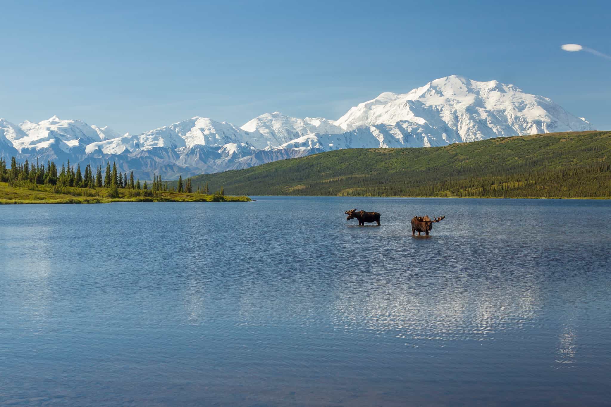 Moose in Denali, Alaska